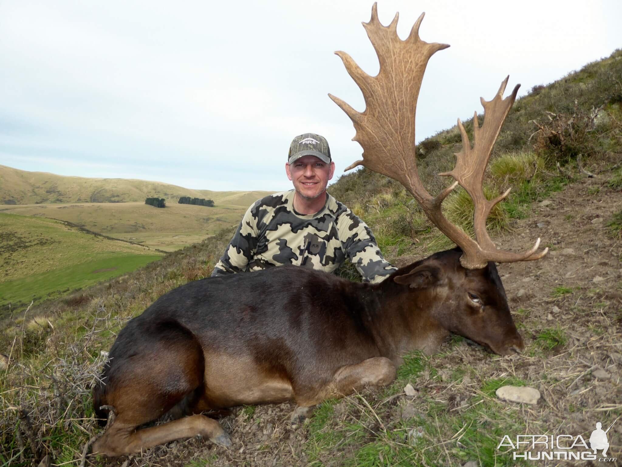 New Zealand Hunt Fallow Deer