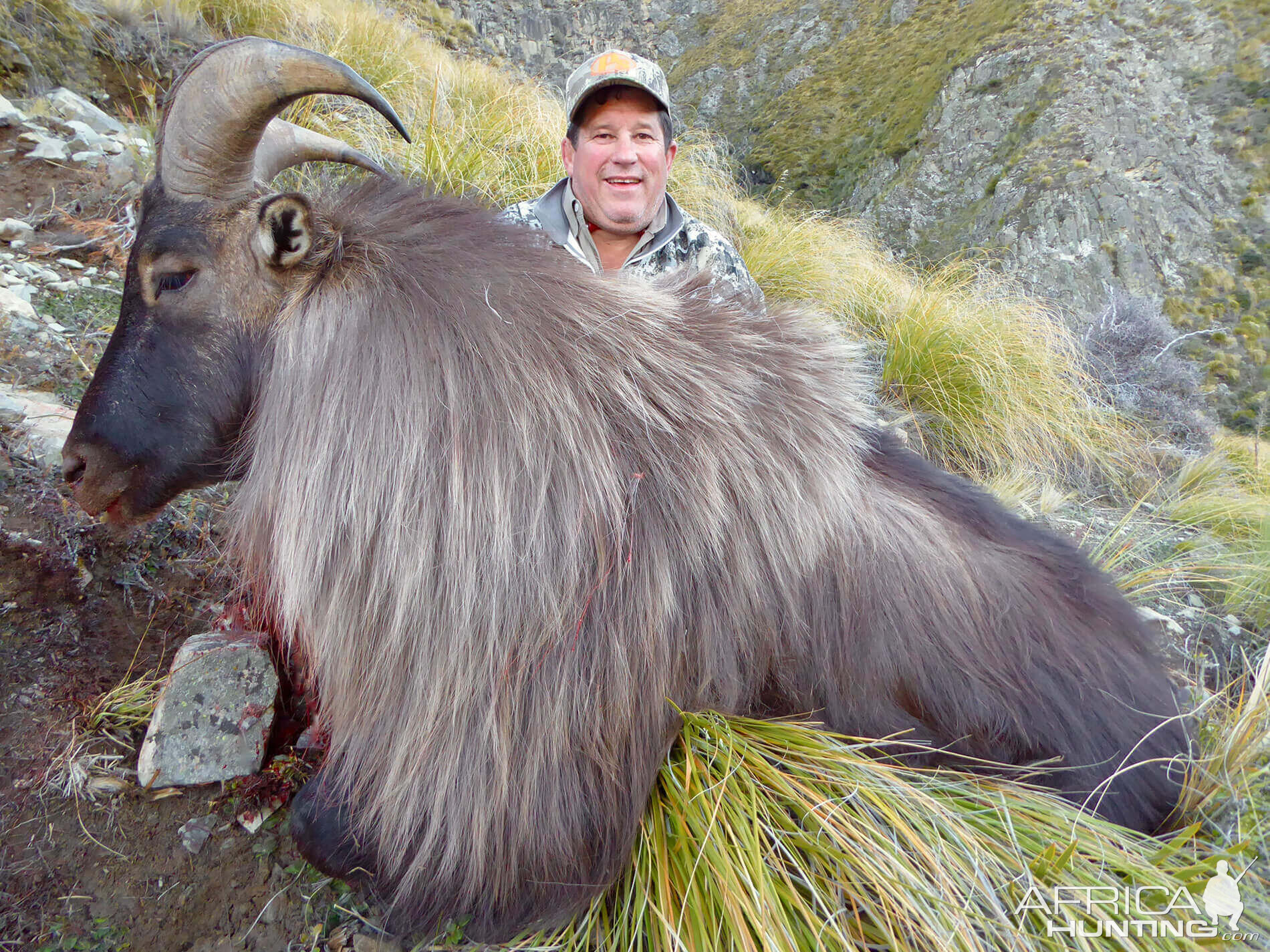 New Zealand Hunt Tahr