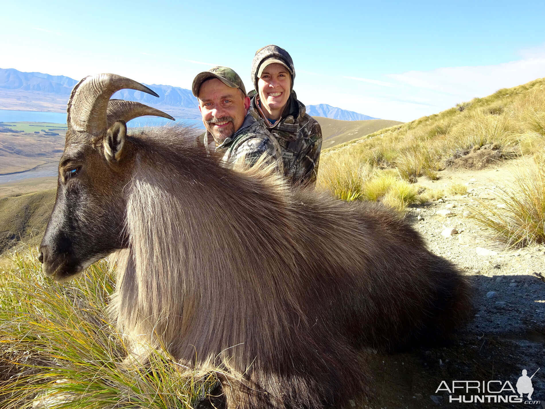 New Zealand Hunt Tahr