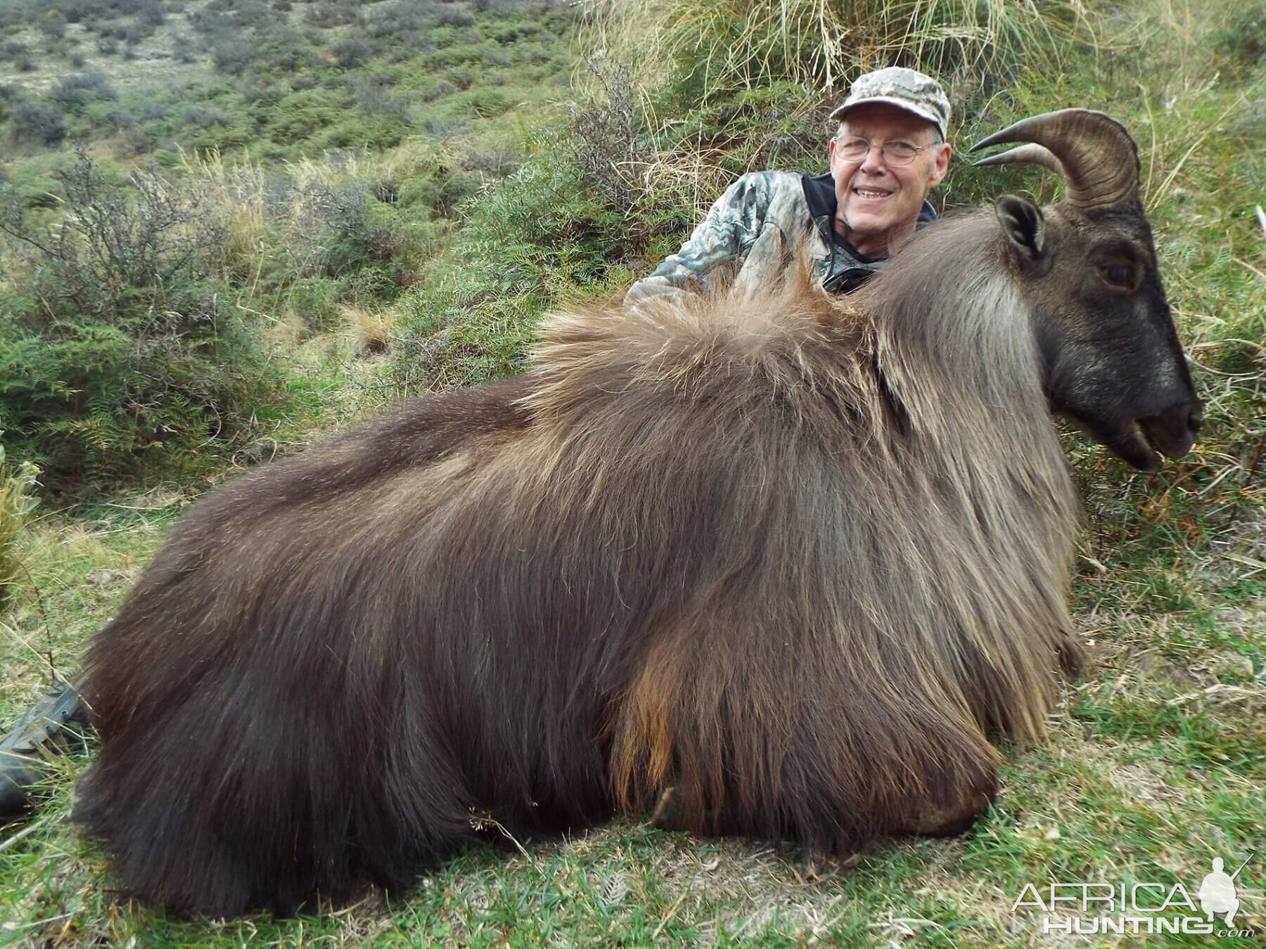 New Zealand Hunt Tahr