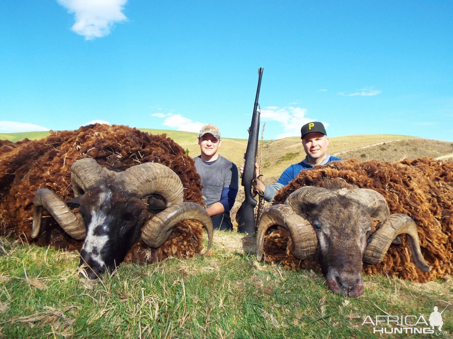 New Zealand Hunting Arapawa Ram