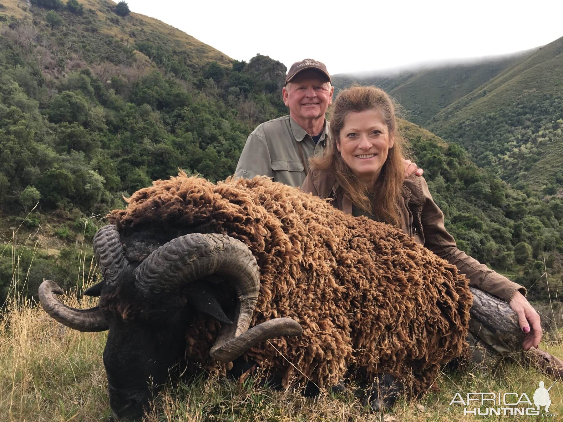 New Zealand Hunting Arapawa Ram