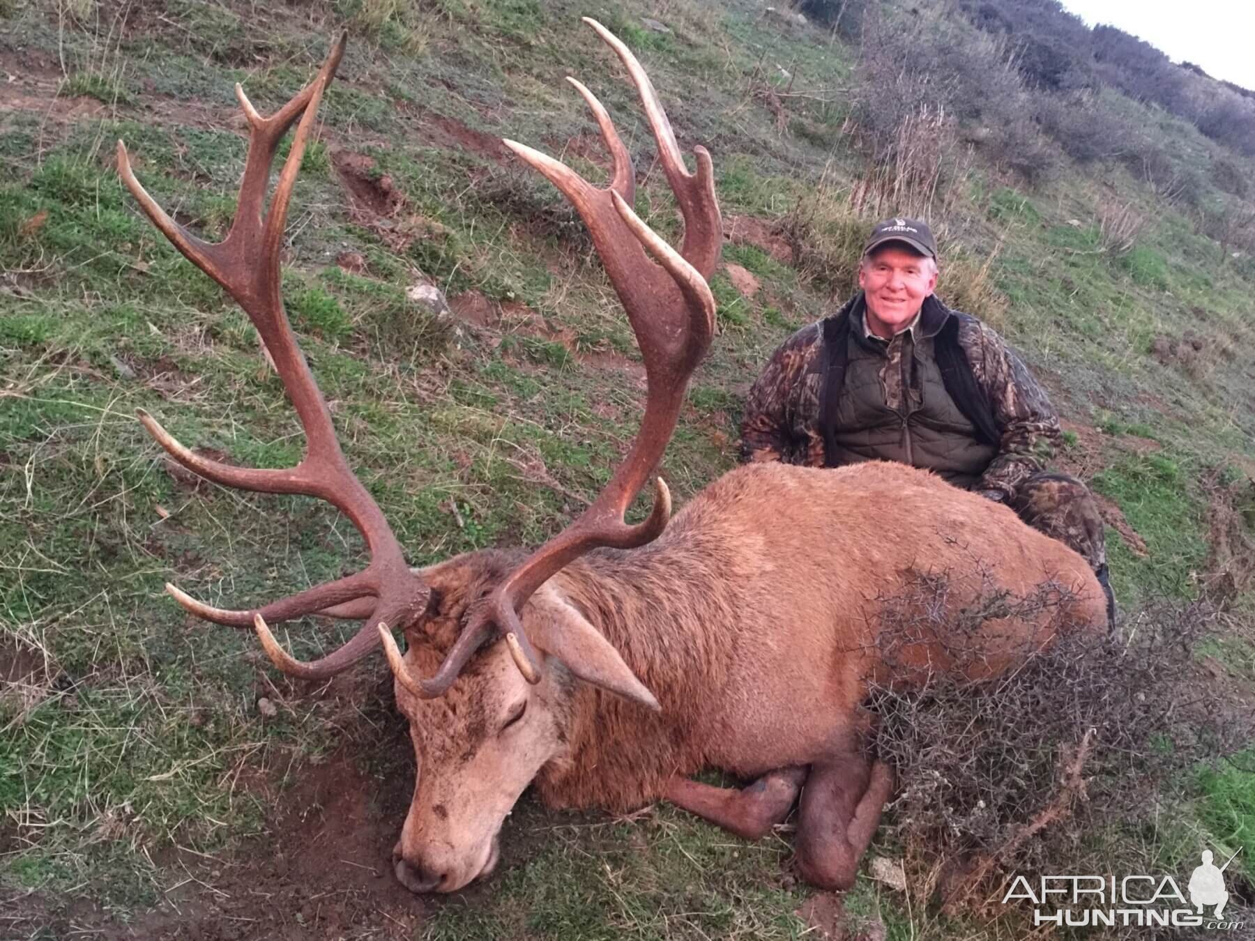 New Zealand Hunting Red Stag