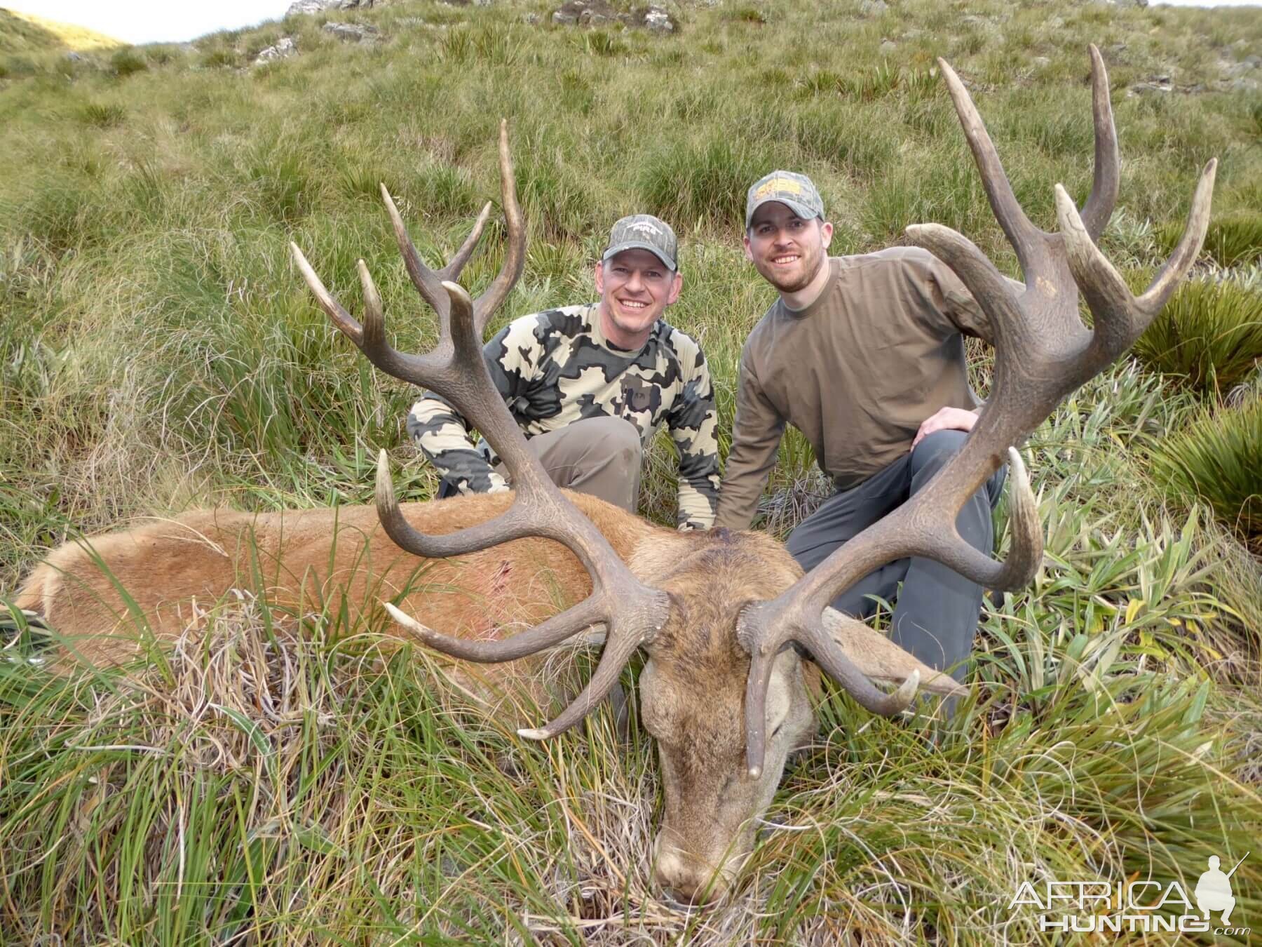 New Zealand Hunting Red Stag