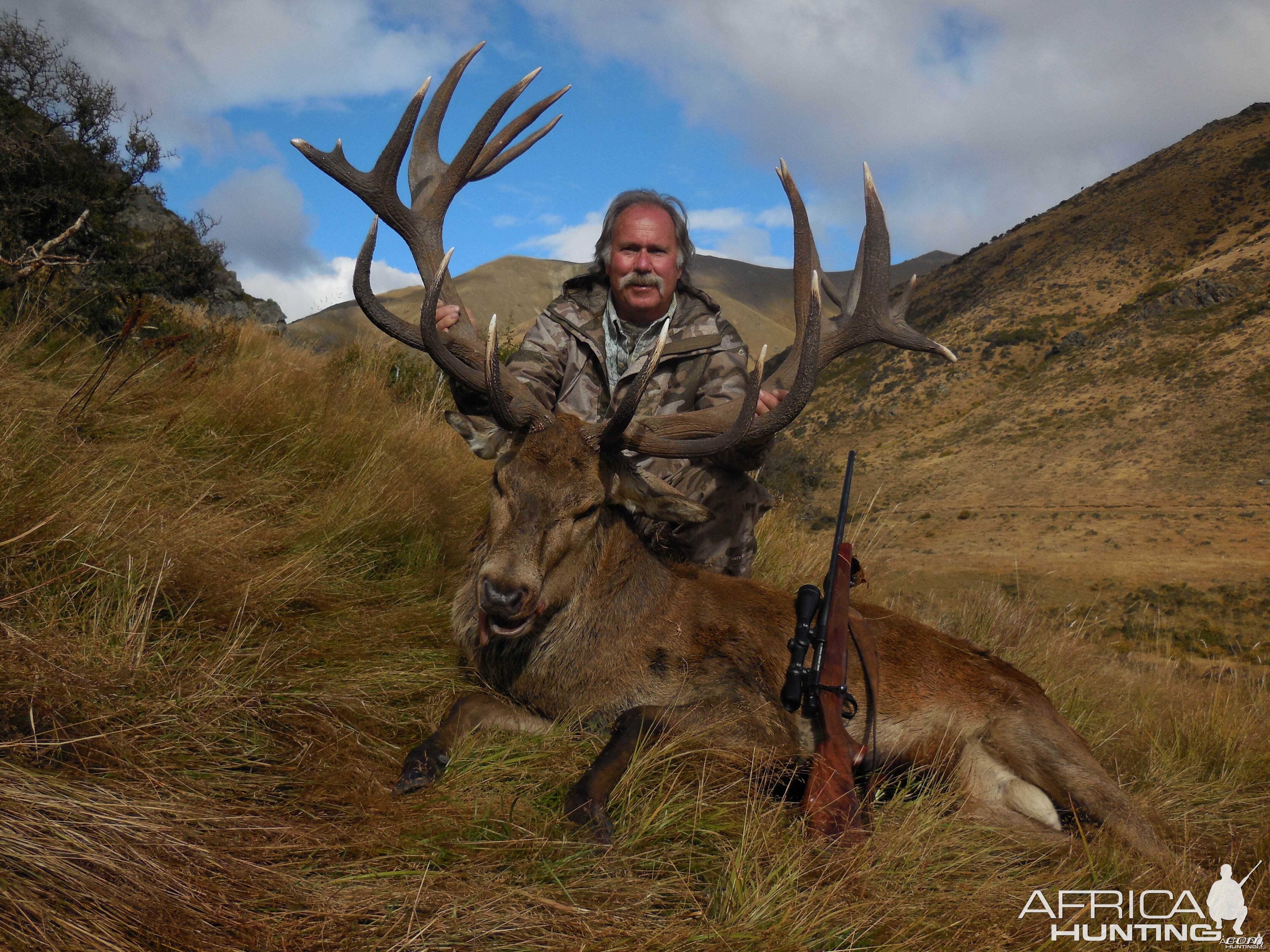 New Zealand Red Deer Stag