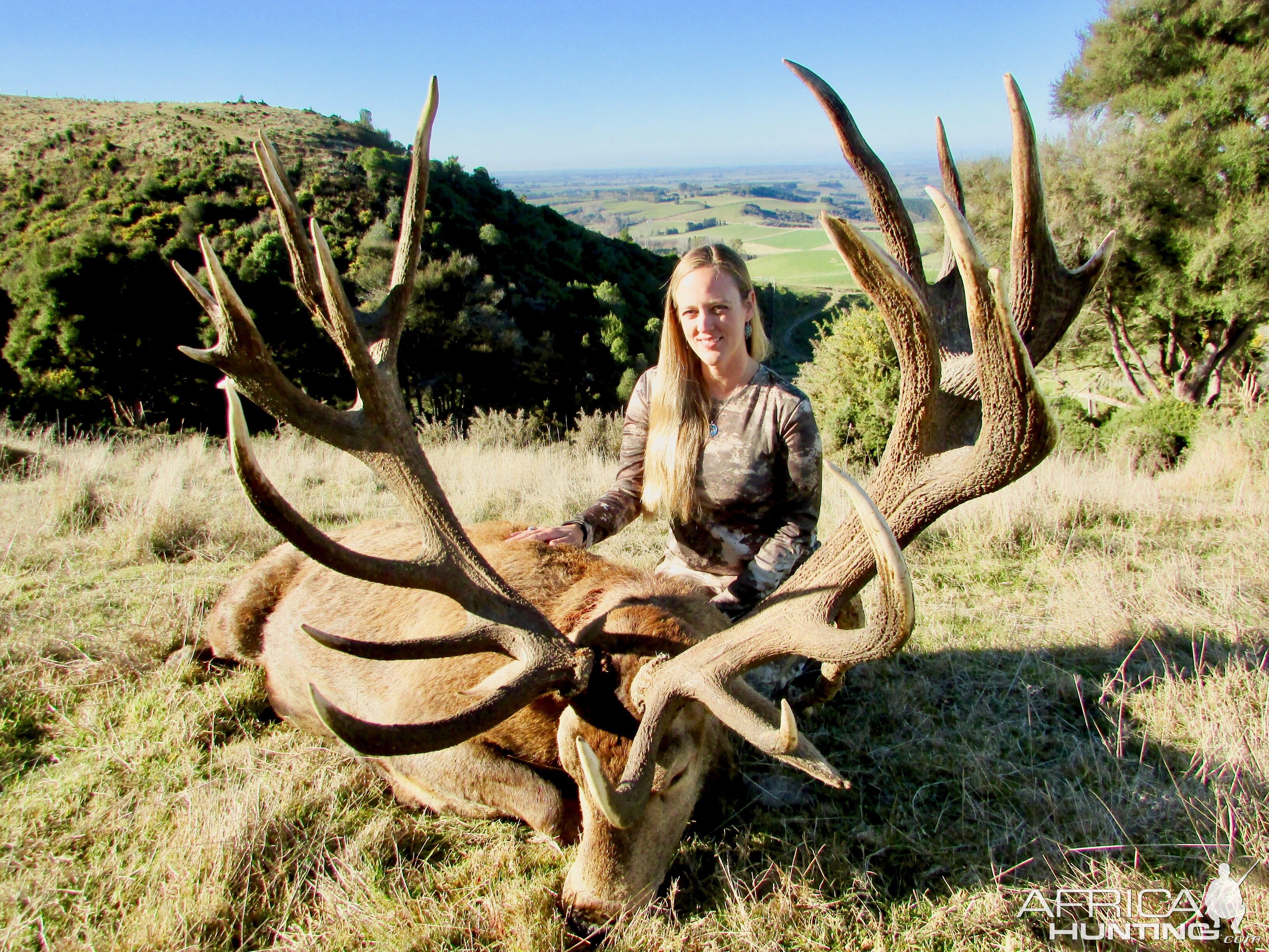 New Zealand Red Stag