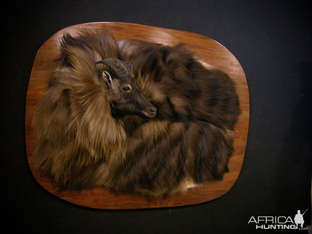 New Zealand Tahr Demaske Taxidermy