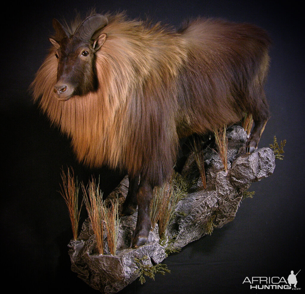 New Zealand Tahr Taxidermy Full Mount