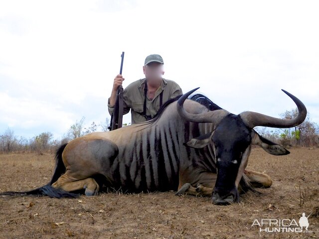 Niassa Wildebeest Tanzania Hunting