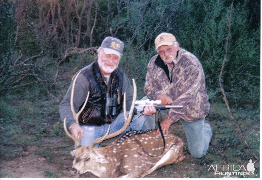 nice axis deer