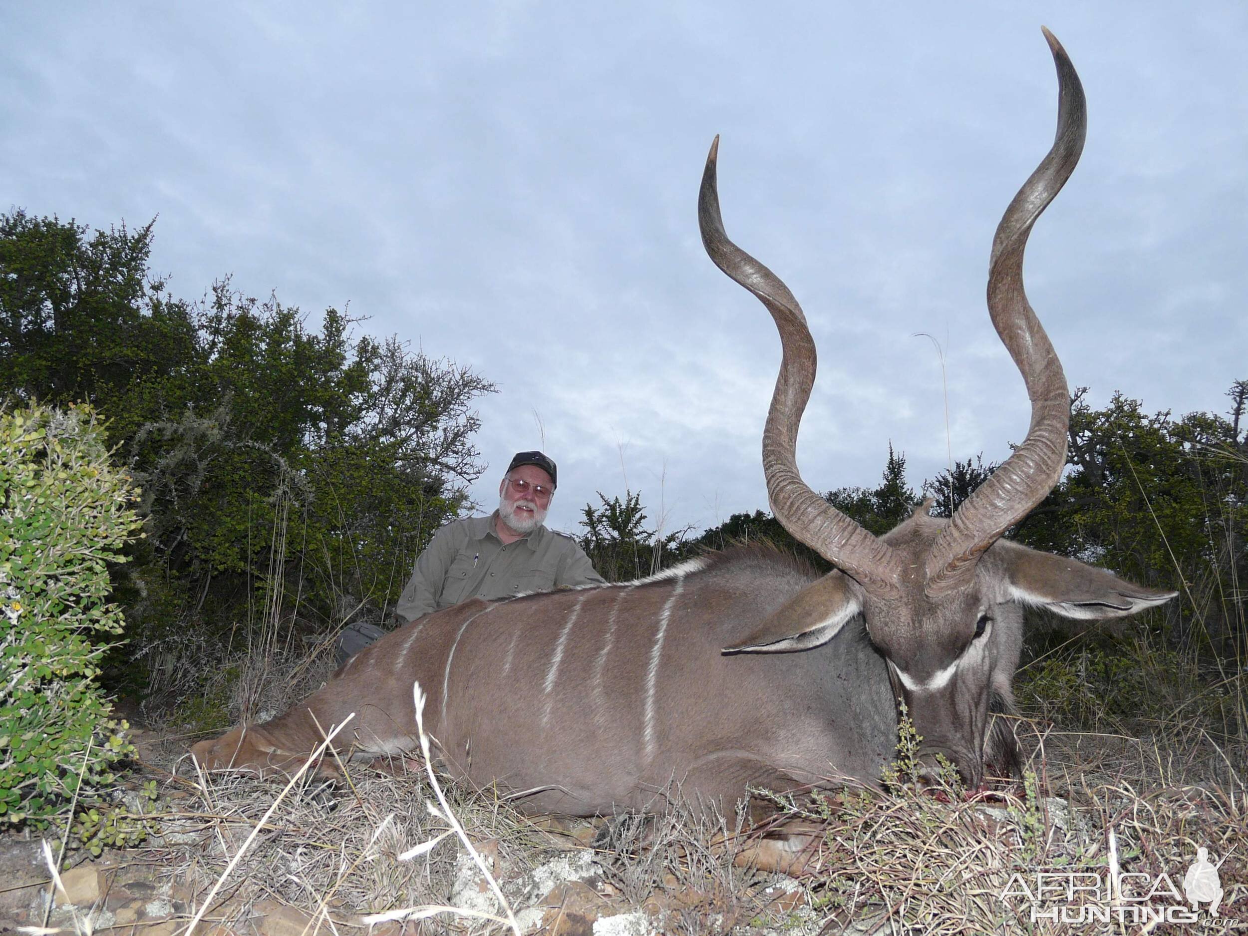 Nice old Kudu