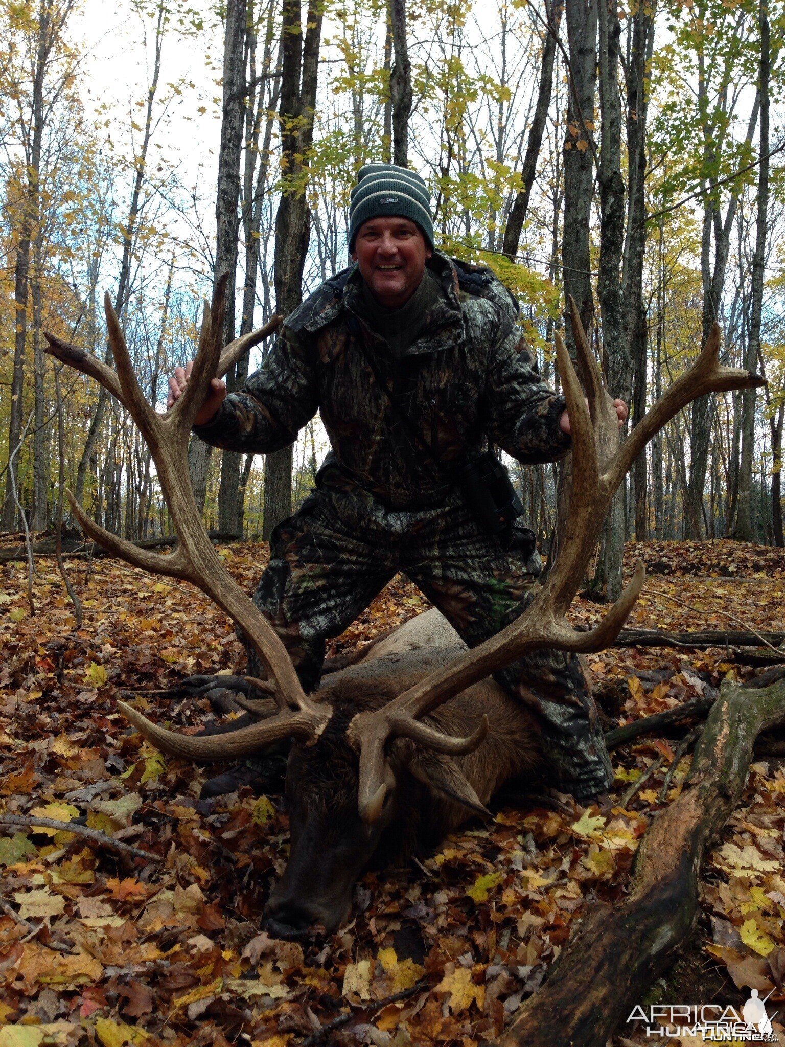 Nice Rocky Mountain Elk