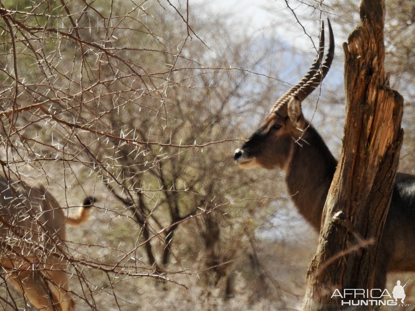 Nice waterbuck @ Erindi