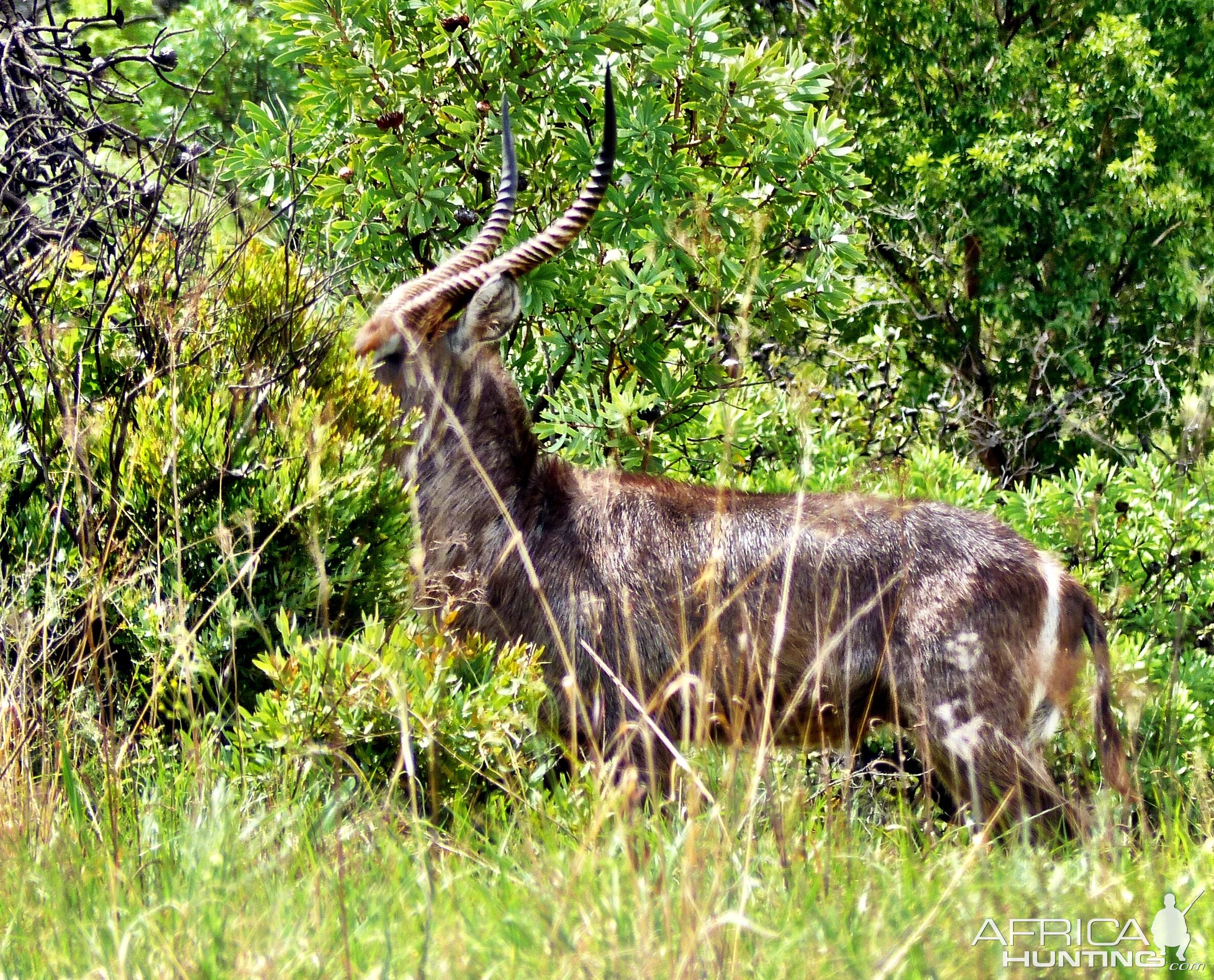 Nice Waterbuck