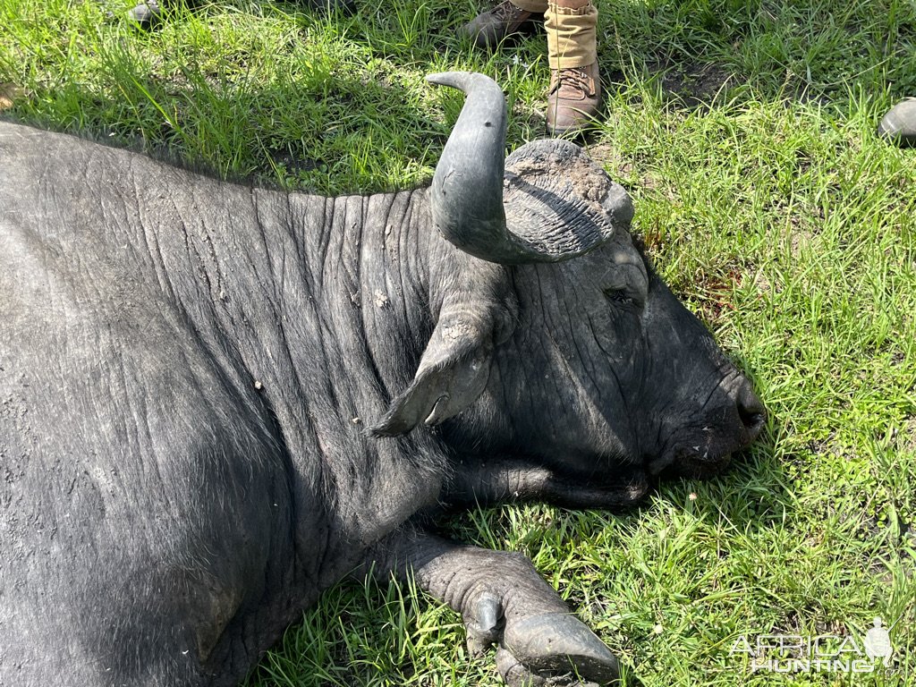 Nile Buffalo Hunt Uganda