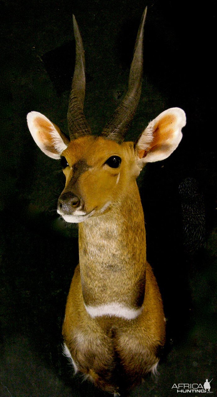 Nile Bushbuck Shoulder Mount Taxidermy