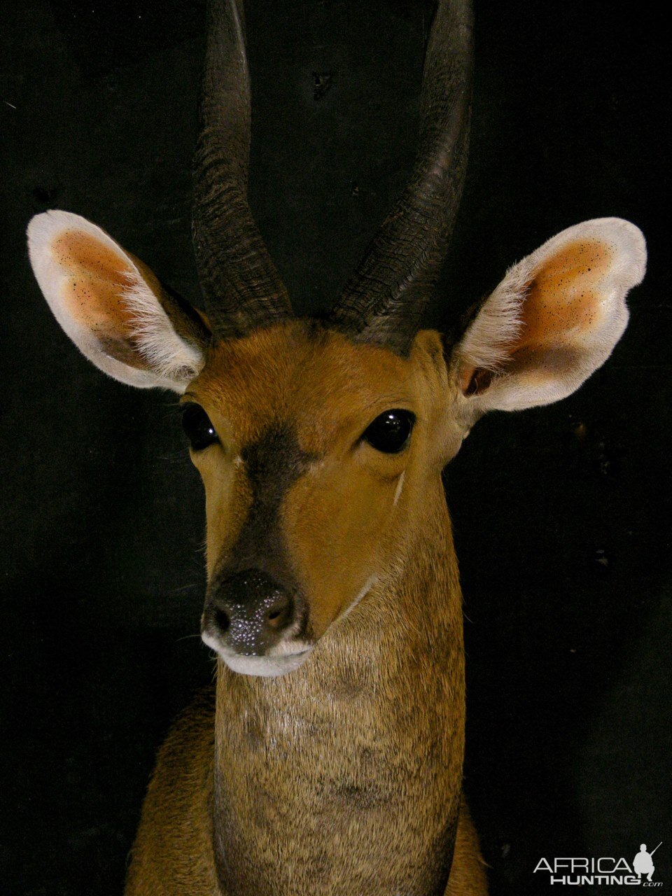 Nile Bushbuck Shoulder Mount Taxidermy