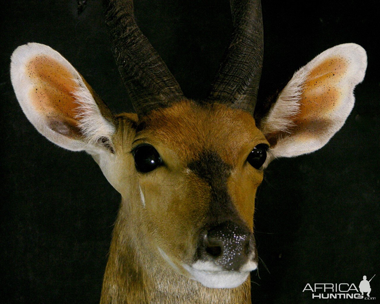 Nile Bushbuck Shoulder Mount Taxidermy