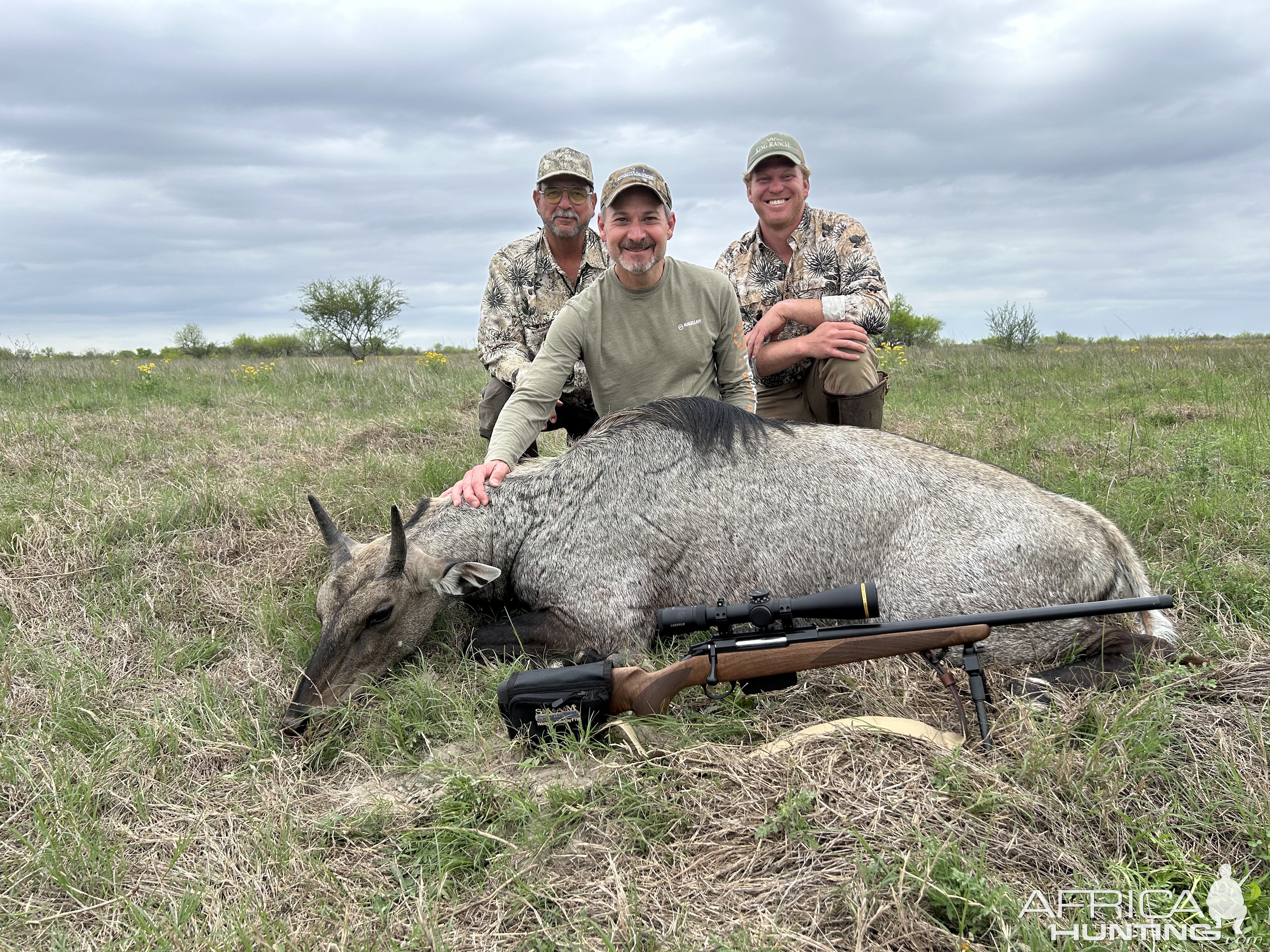 Nilgai Hunt Texas