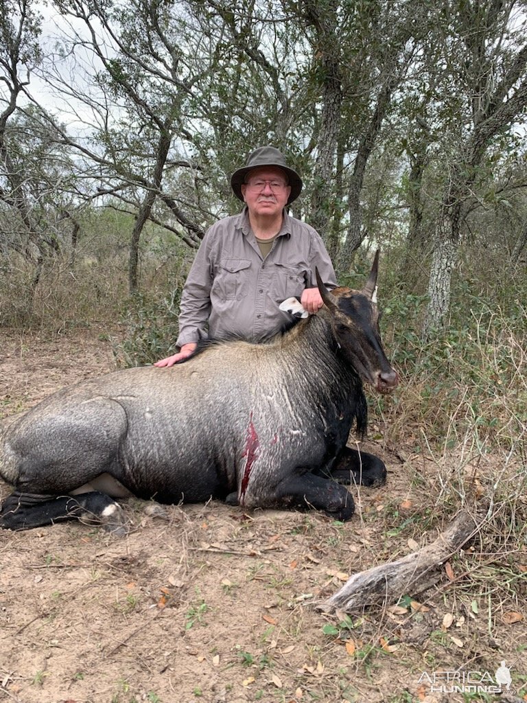 Nilgai Hunt Texas