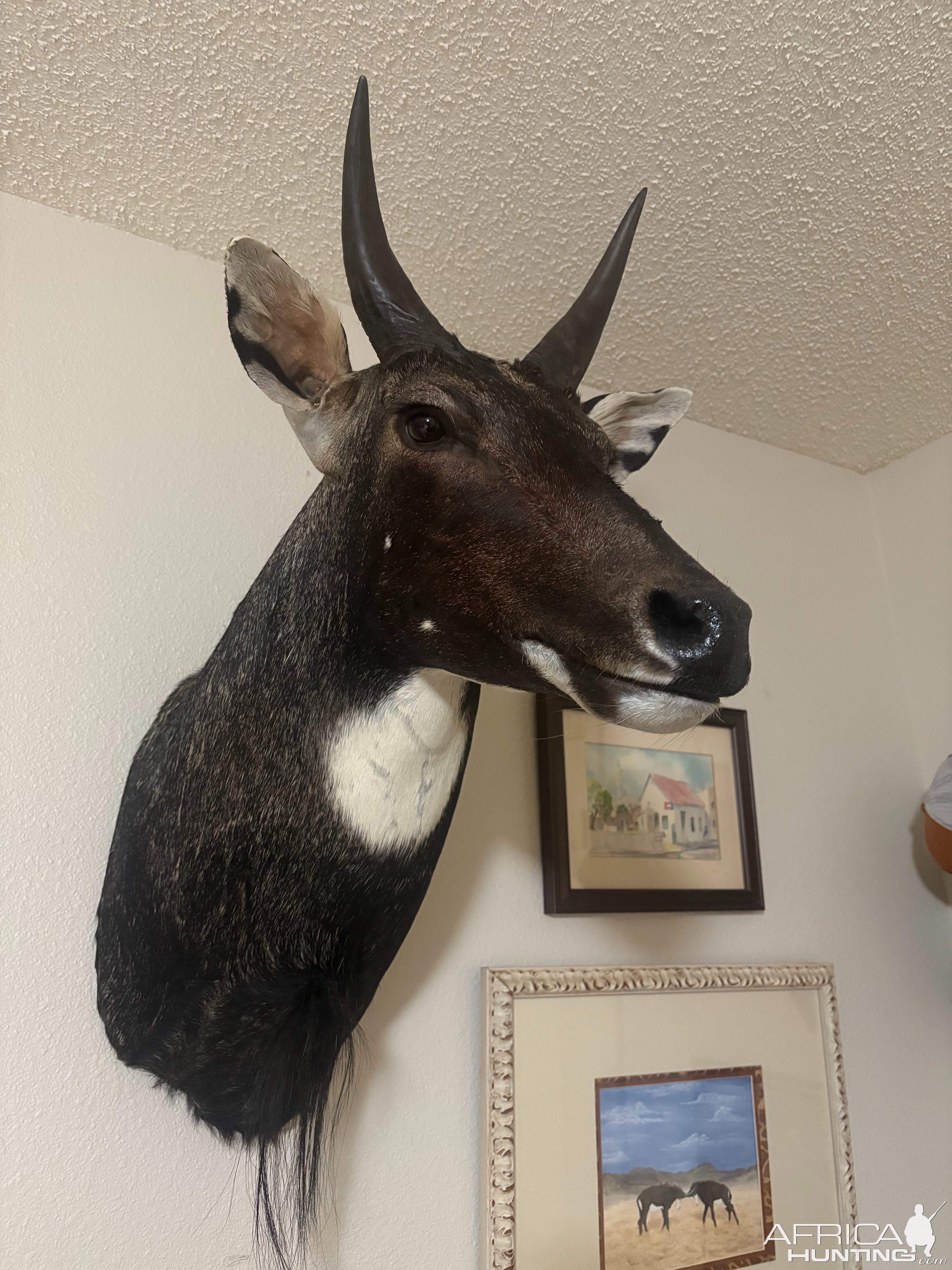 Nilgai Shoulder Mount Taxidermy