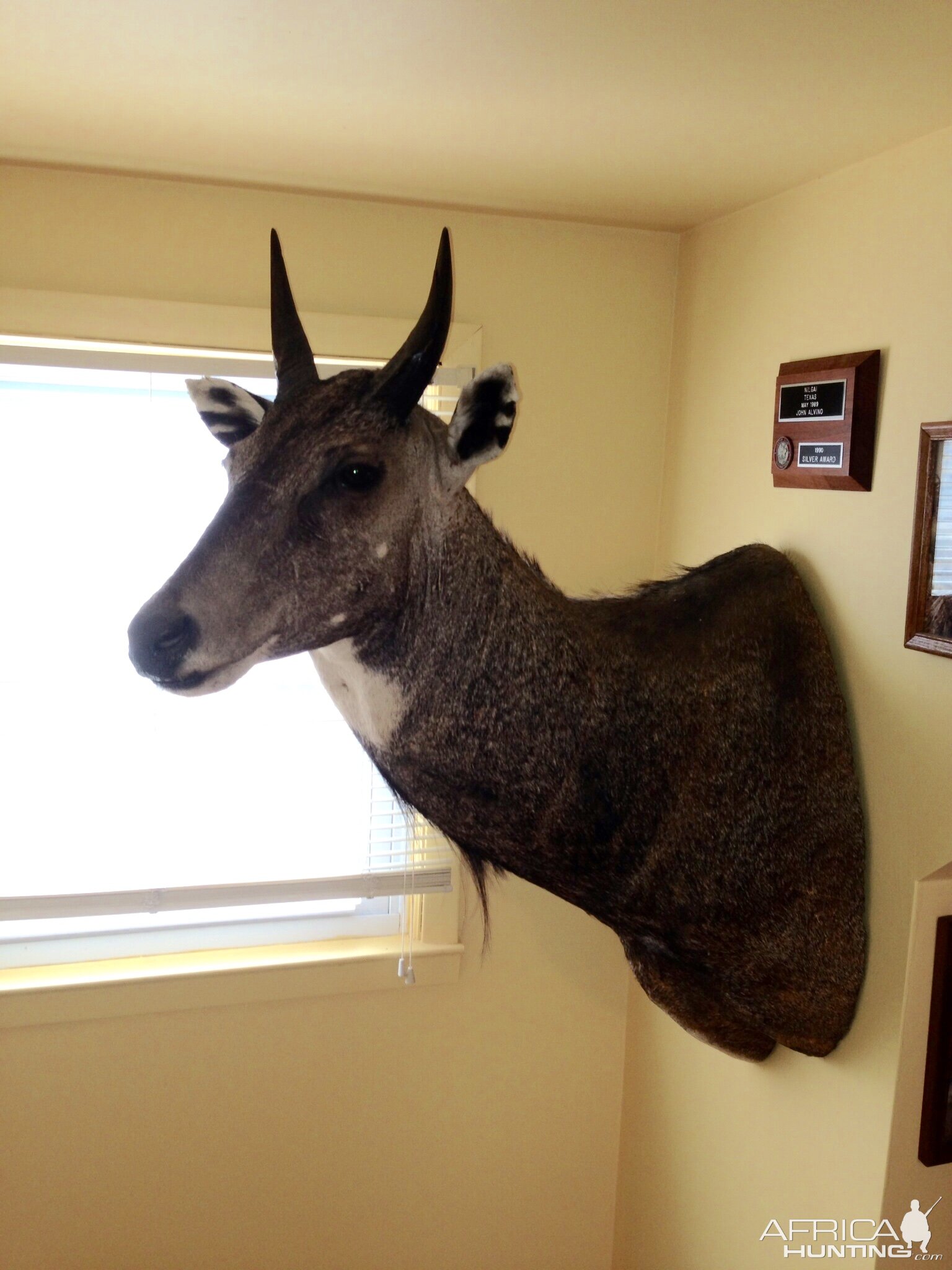 Nilgai Shoulder Mount Taxidermy | Hunting