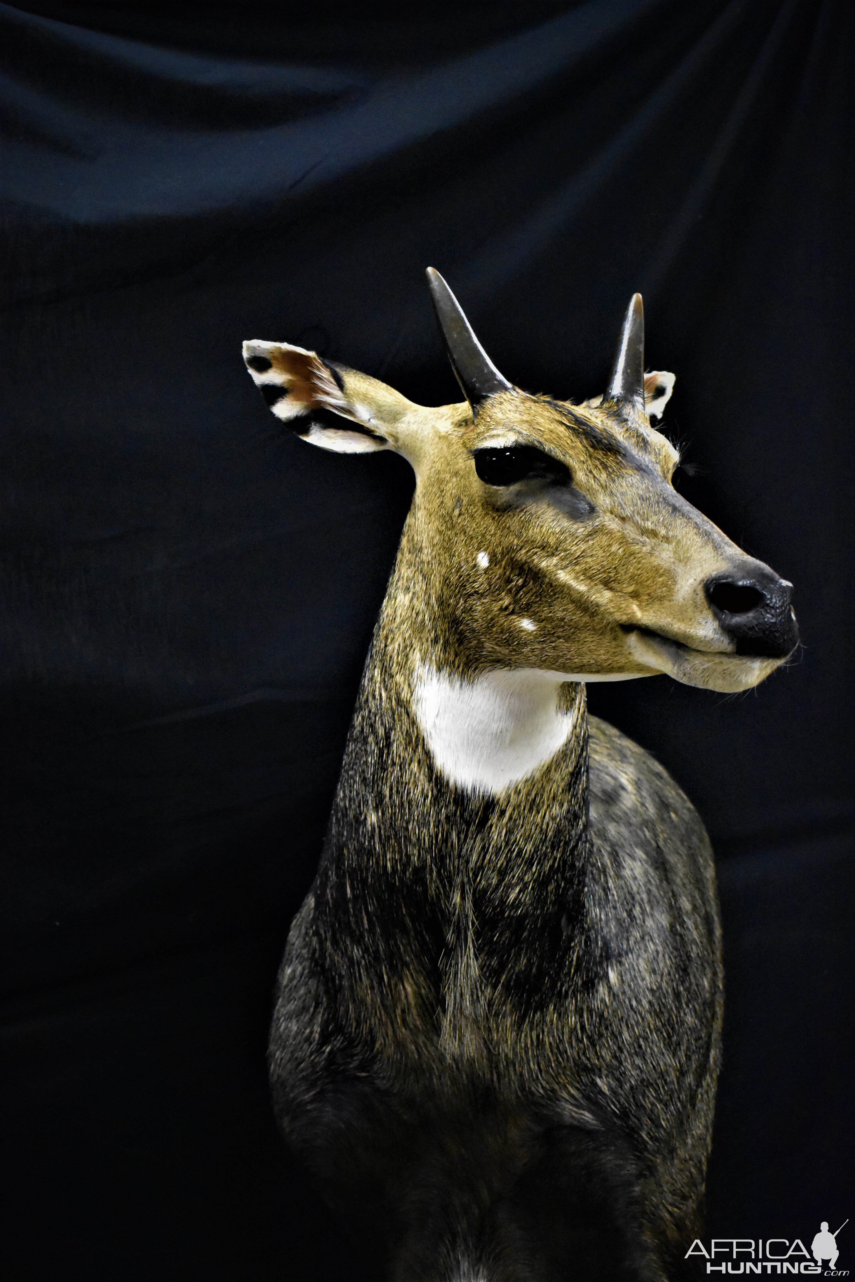 Nilgai Shoulder Mount Taxidermy