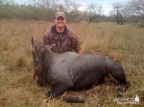 Nilgai