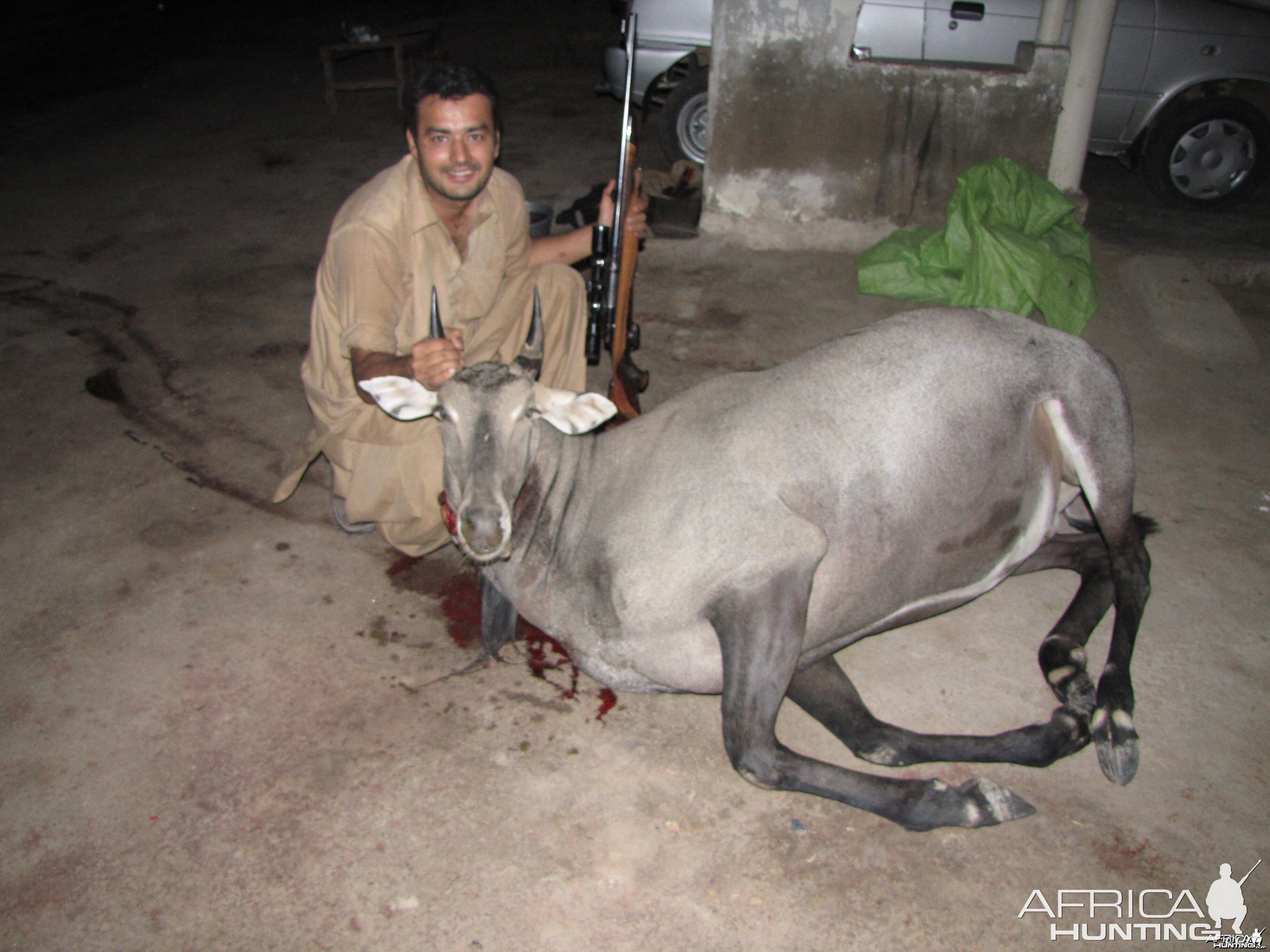 Nilgai