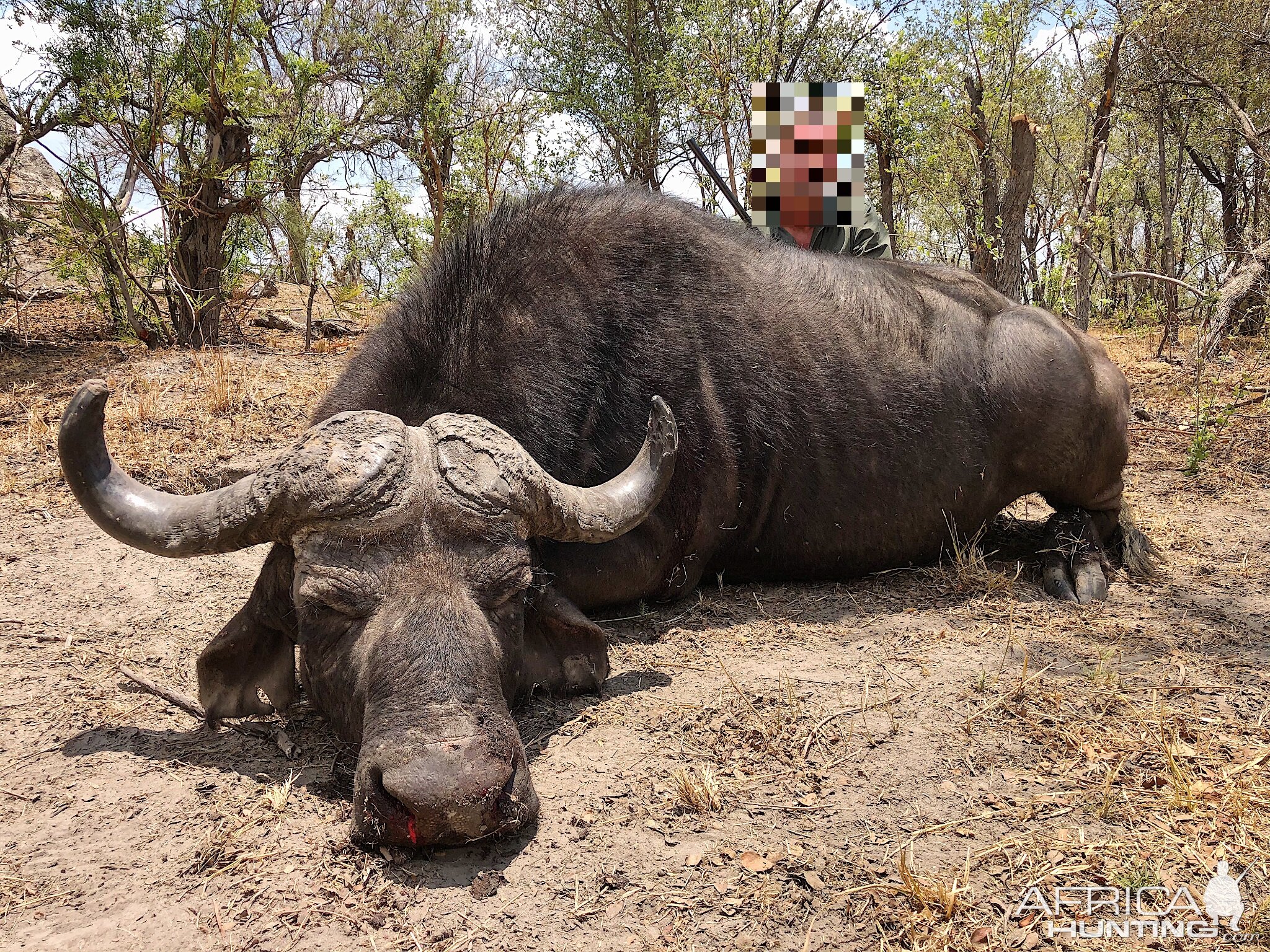 Non-exportable Hunt Cape Buffalo