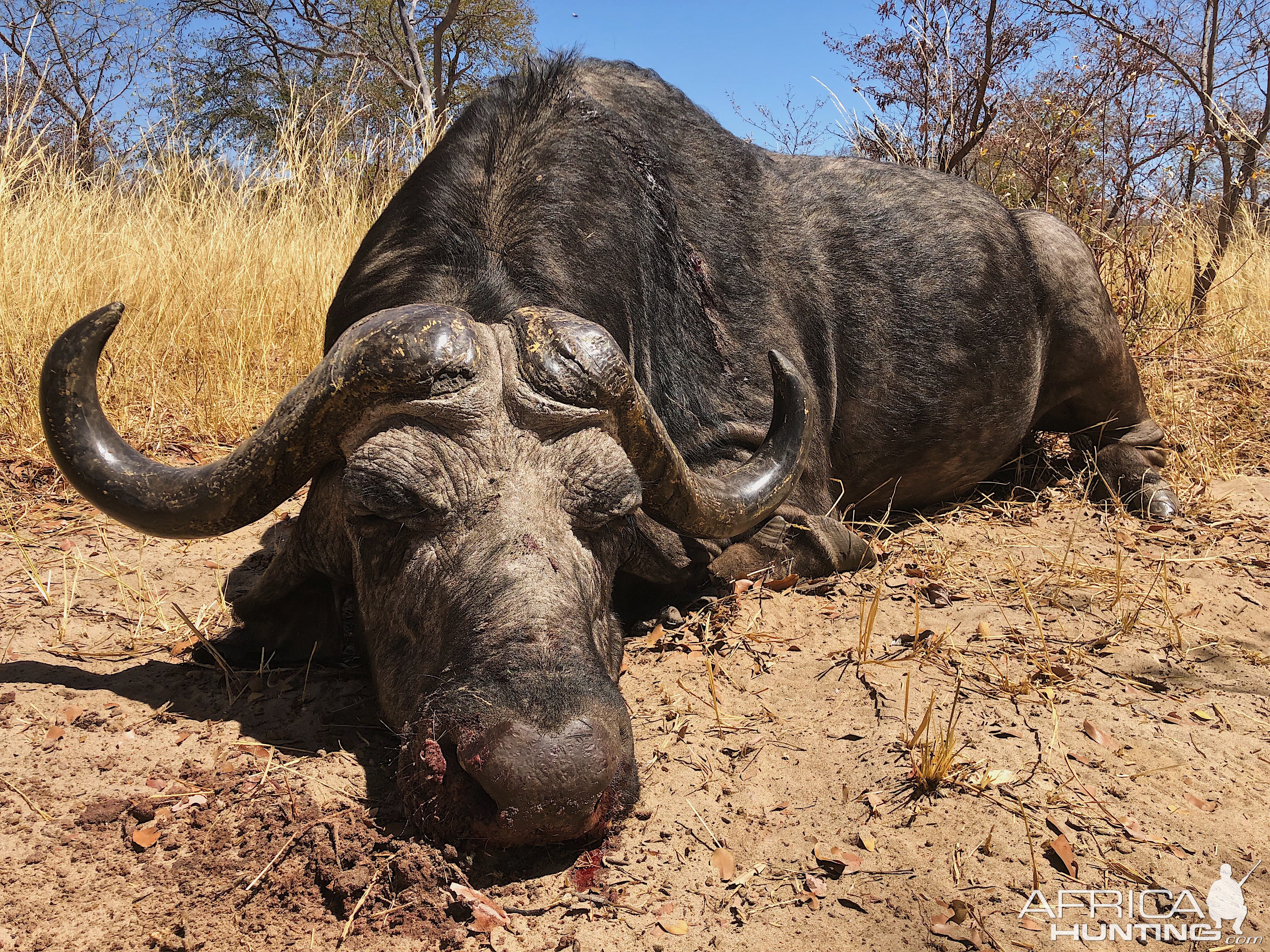 Non-exportable Hunt Cape Buffalo