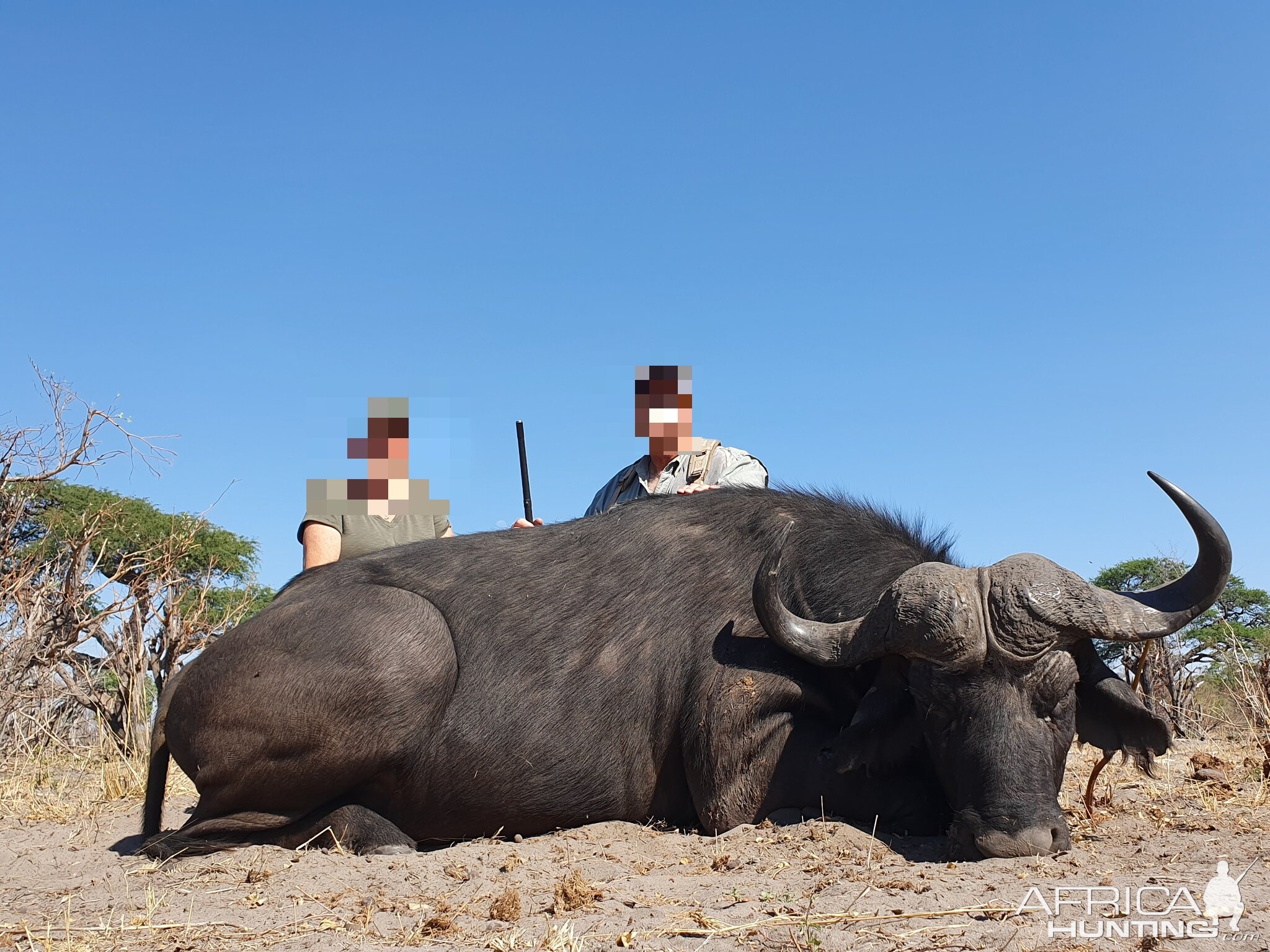 Non-exportable Hunting Buffalo