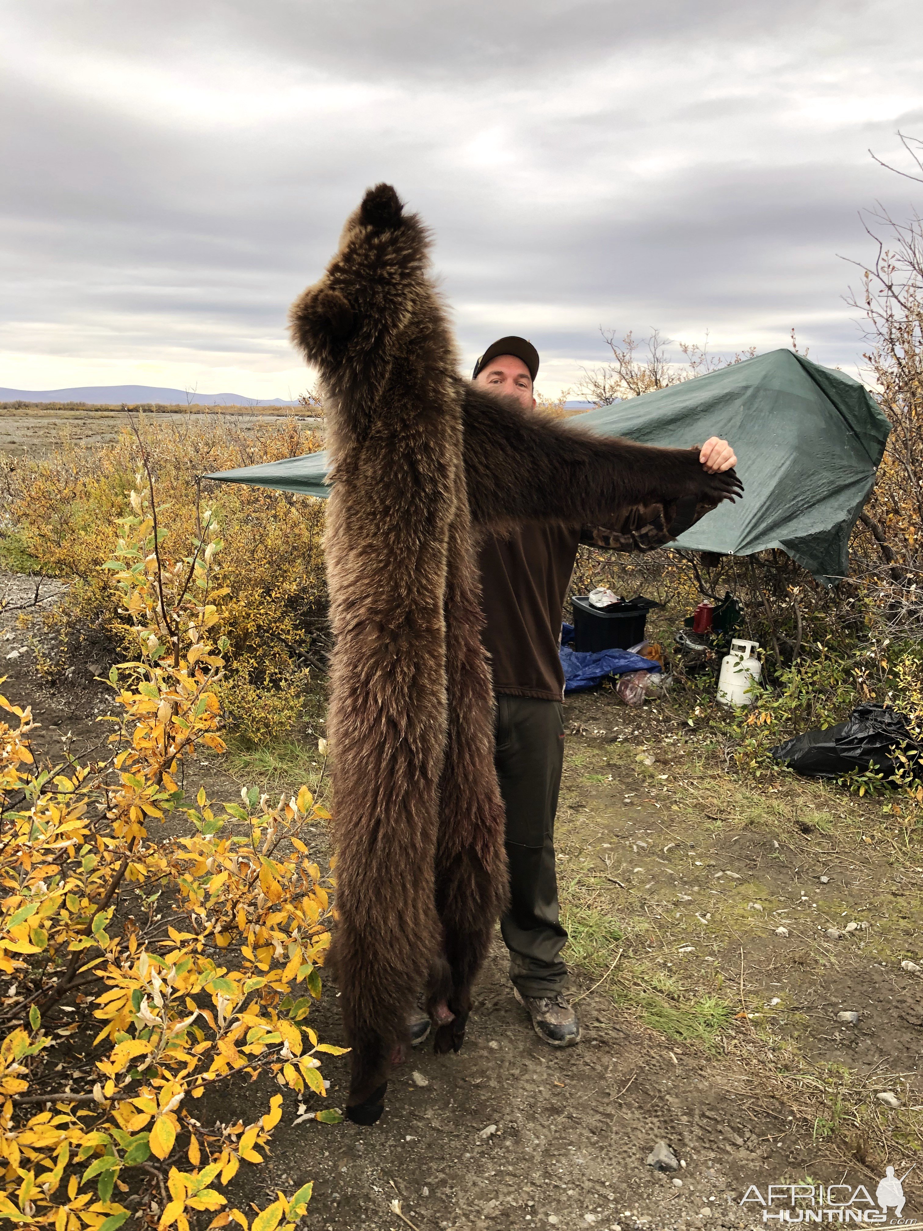 North American Brown Bear Hunt Alaska