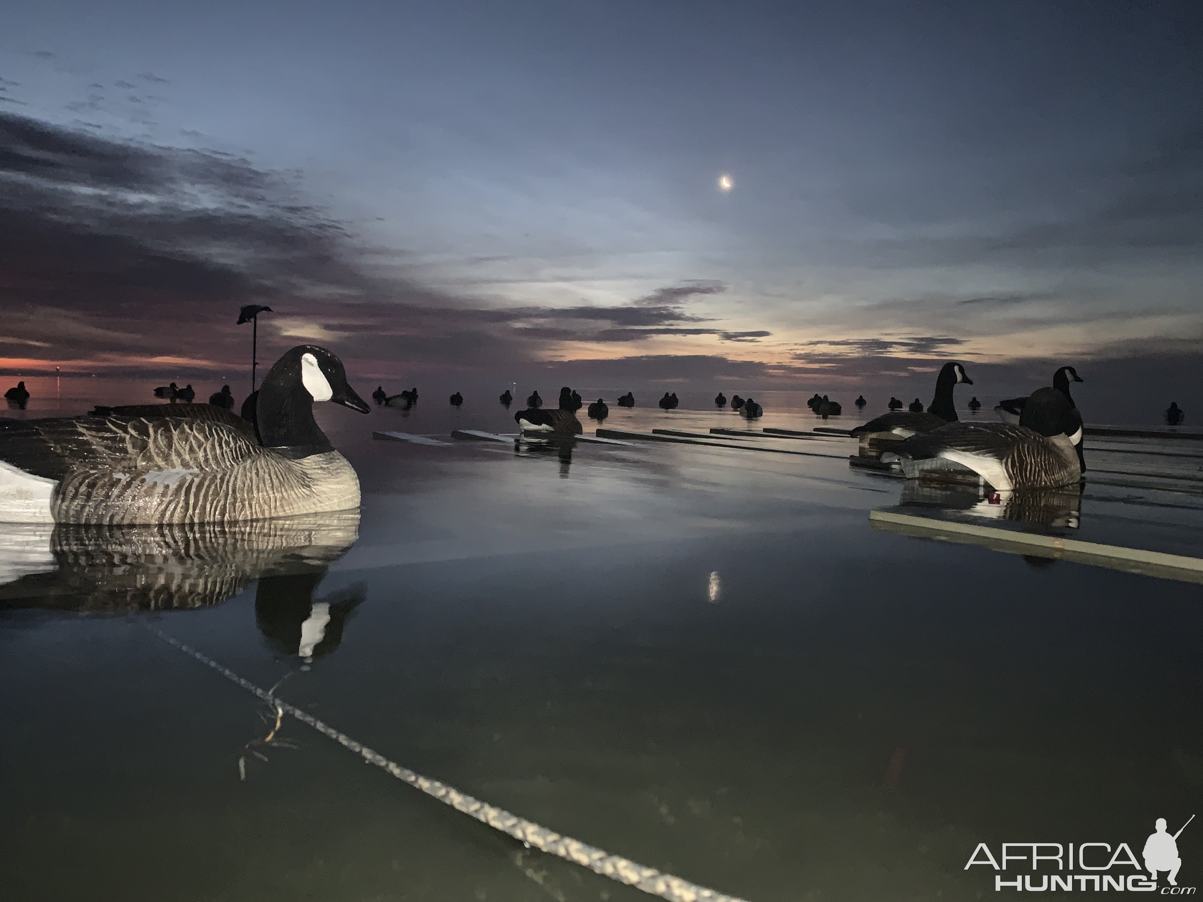 North Carolina Waterfowl