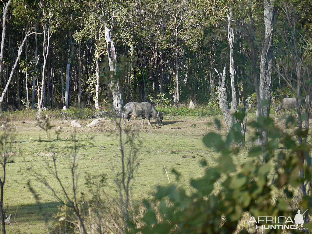 Northern Territory Asiatic Water Buffalo Arnhem Land Australia