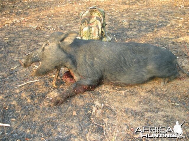 Northern Territory Boar - Australia