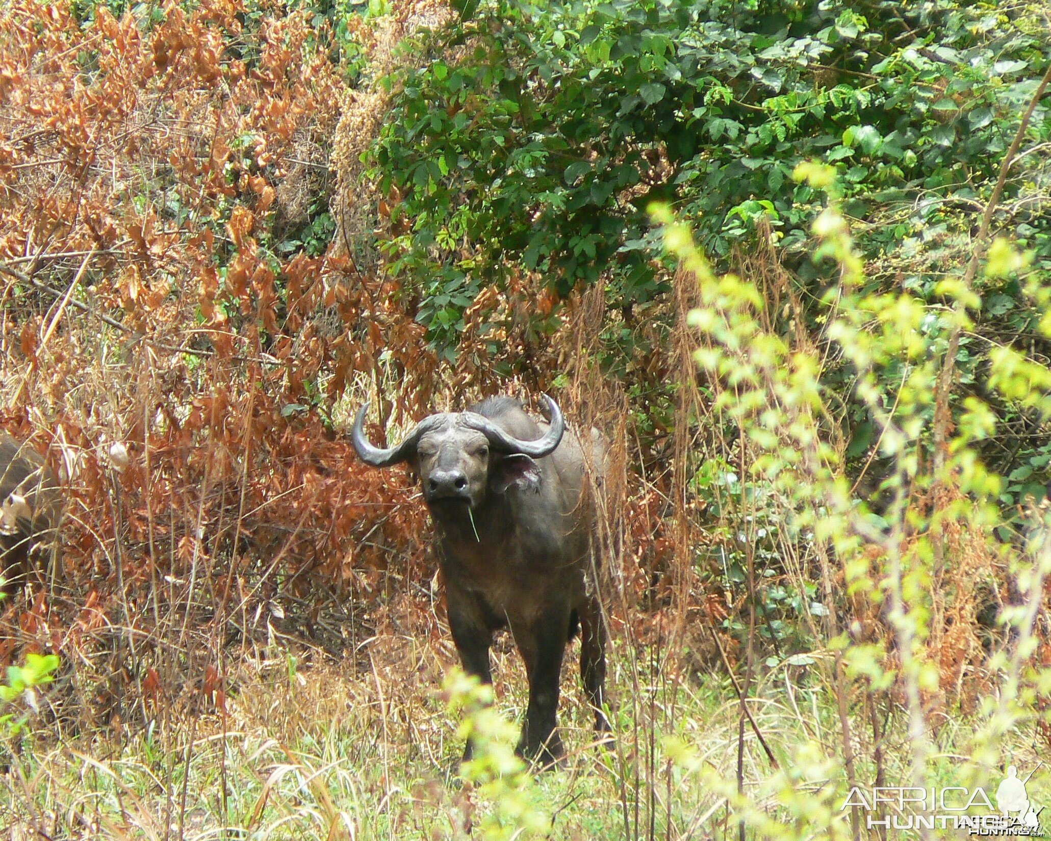 Northwestern buffalo - Central africa