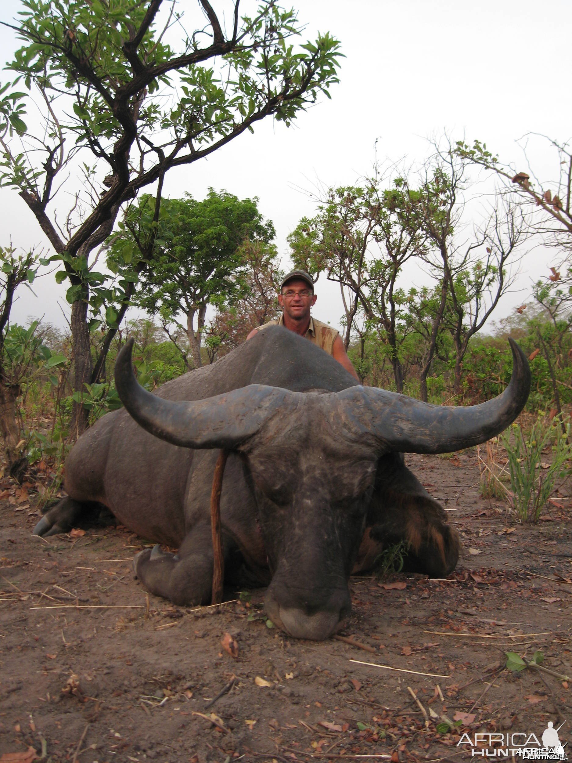 Northwestern Buffalo - Chasse en Centre Afrique