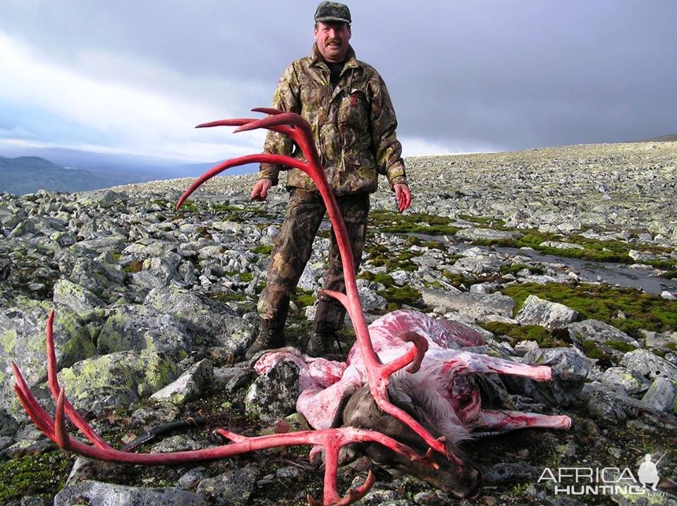 Norway Hunt Caribou