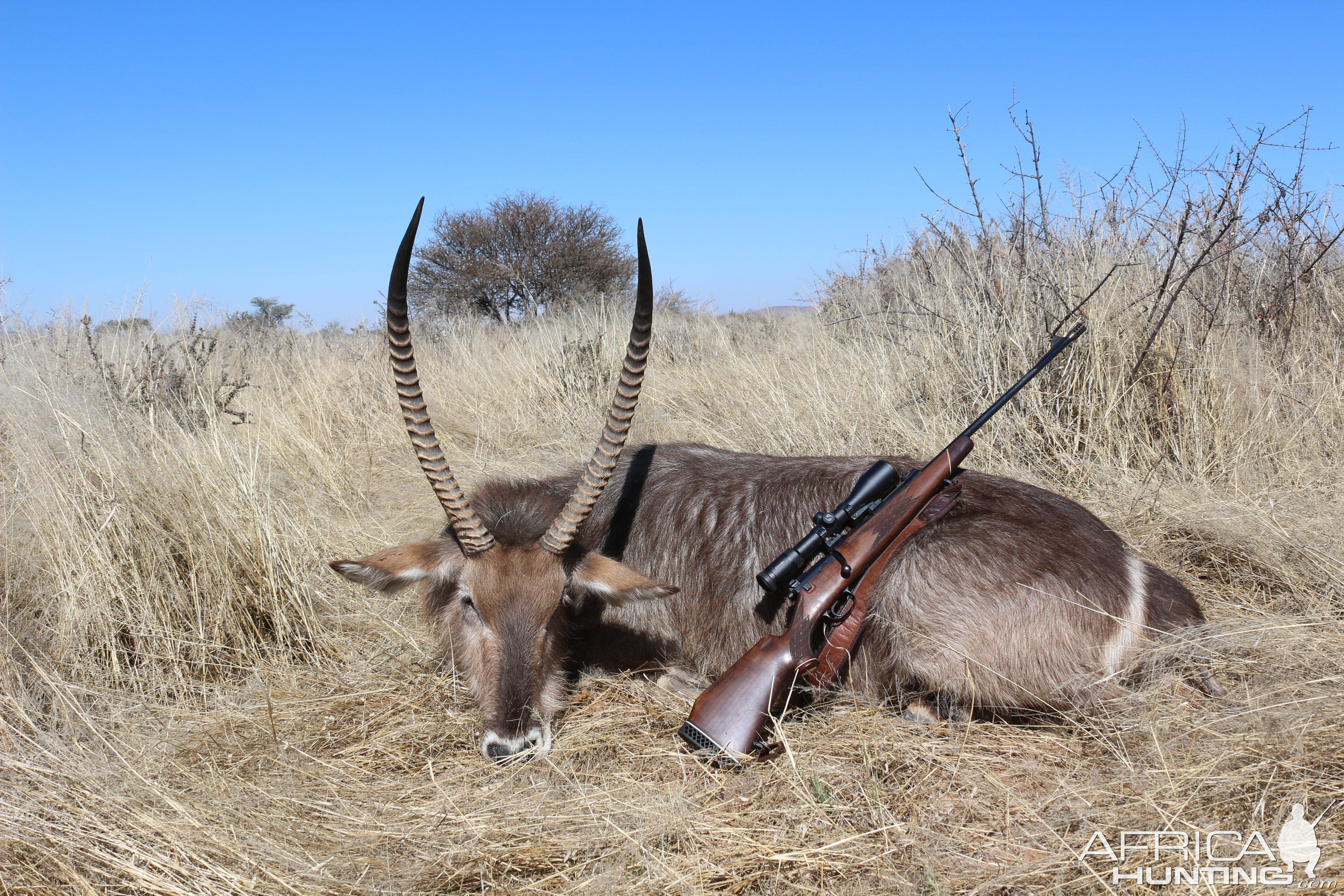 Nothing like a good Waterbuck