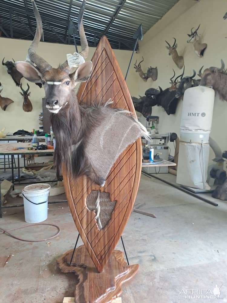 Nyala African Shield Mount Taxidermy