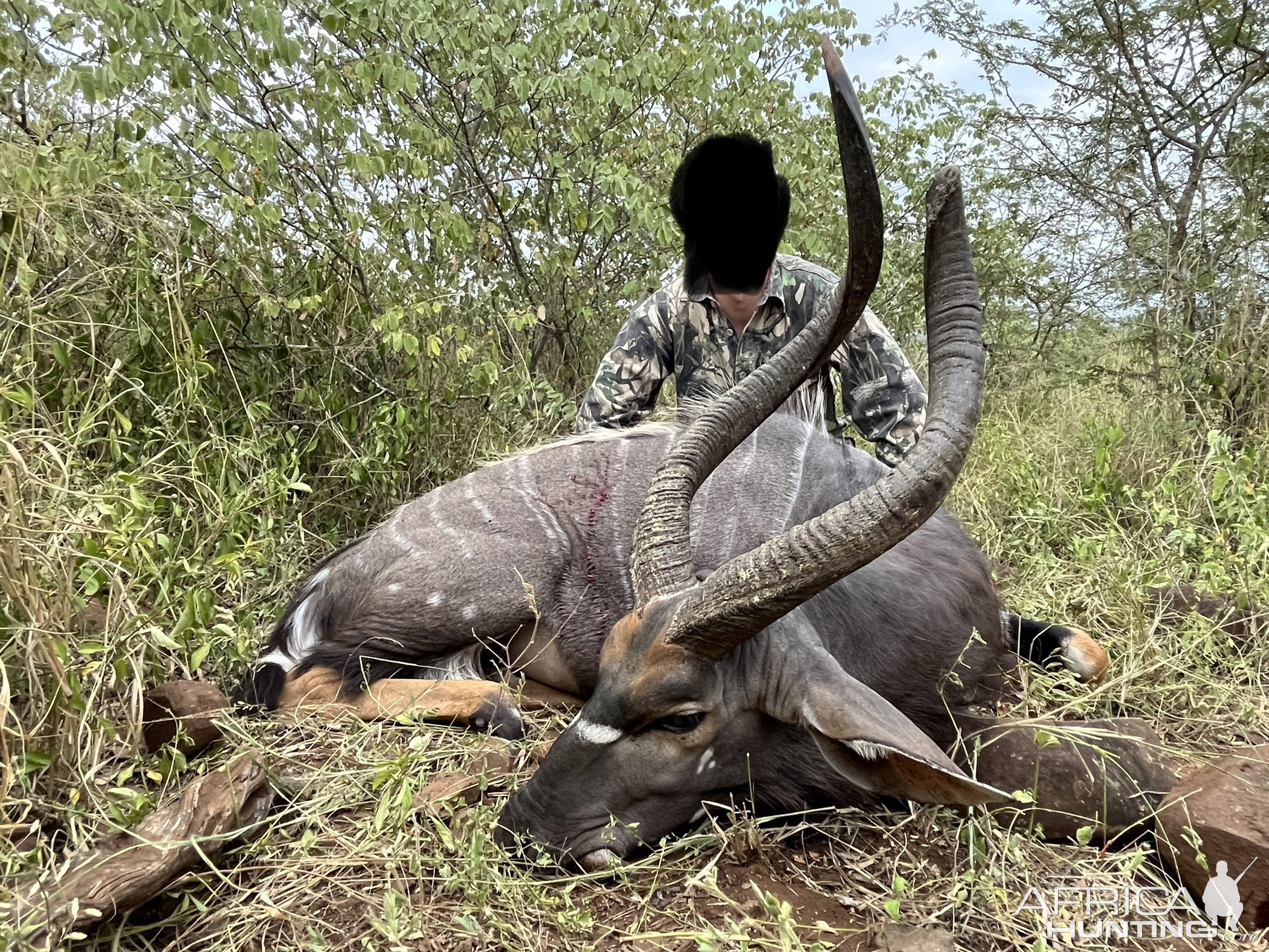 Nyala Bull Hunt