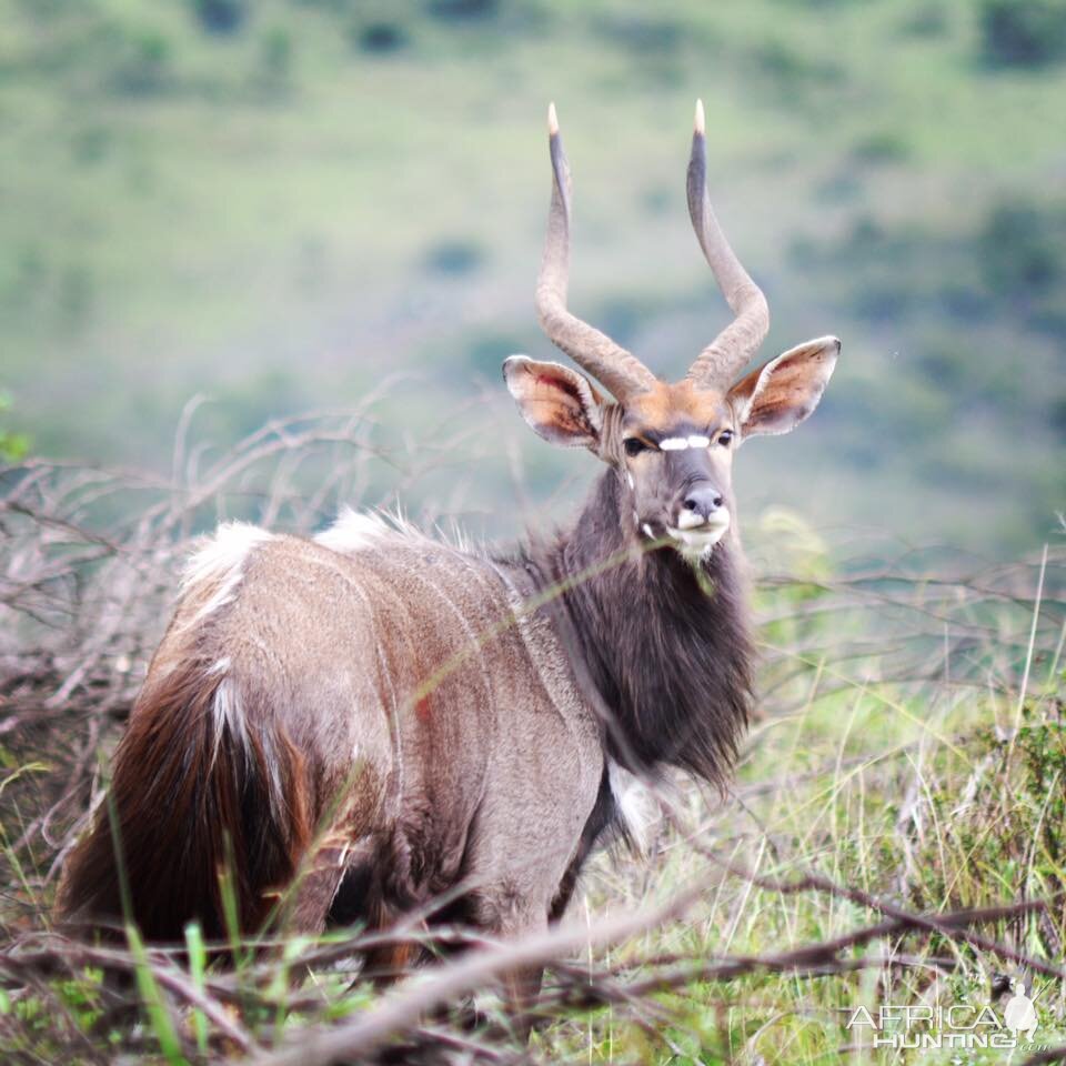 Nyala bull South Africa