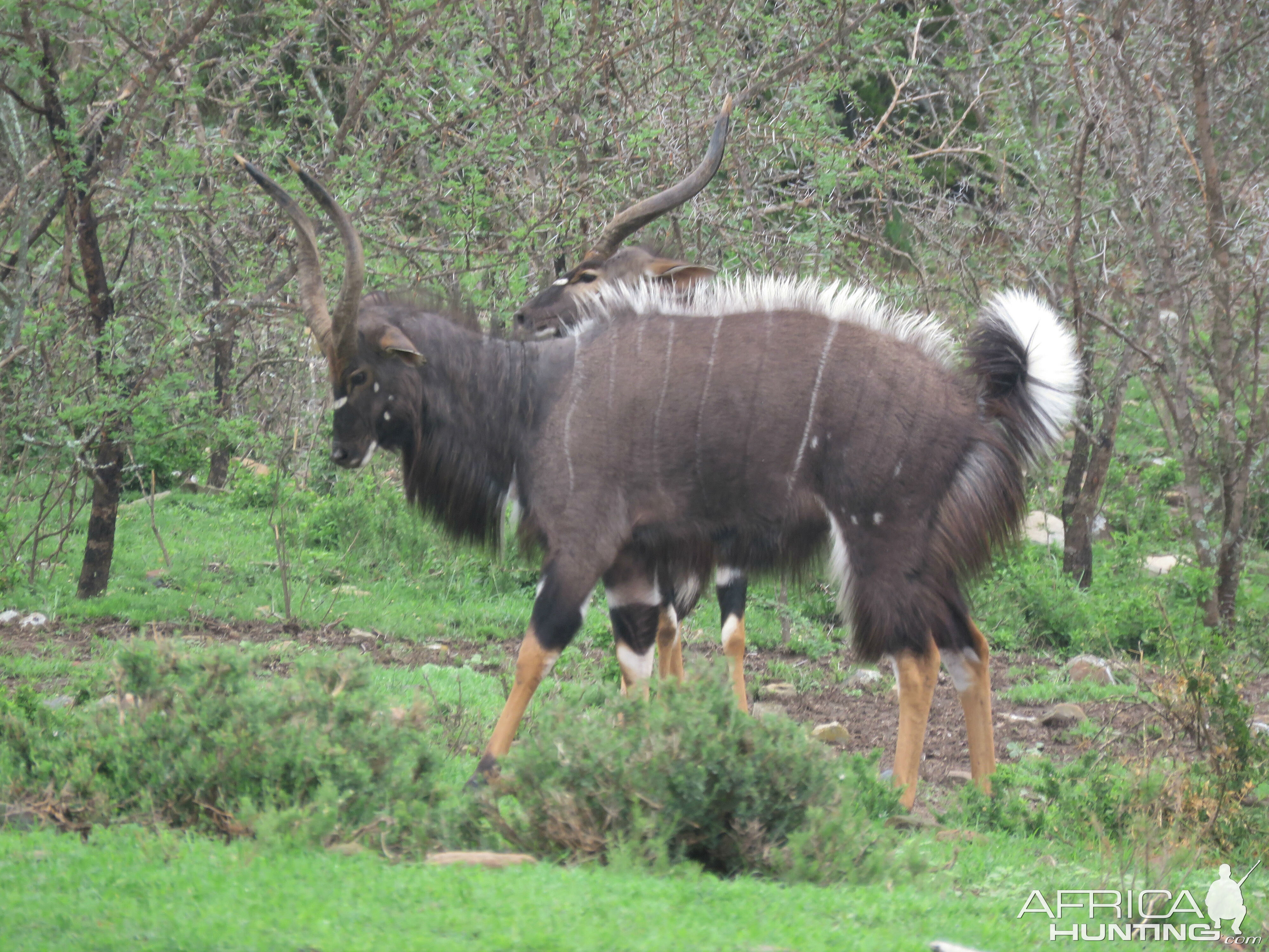 Nyala Bulls South Africa