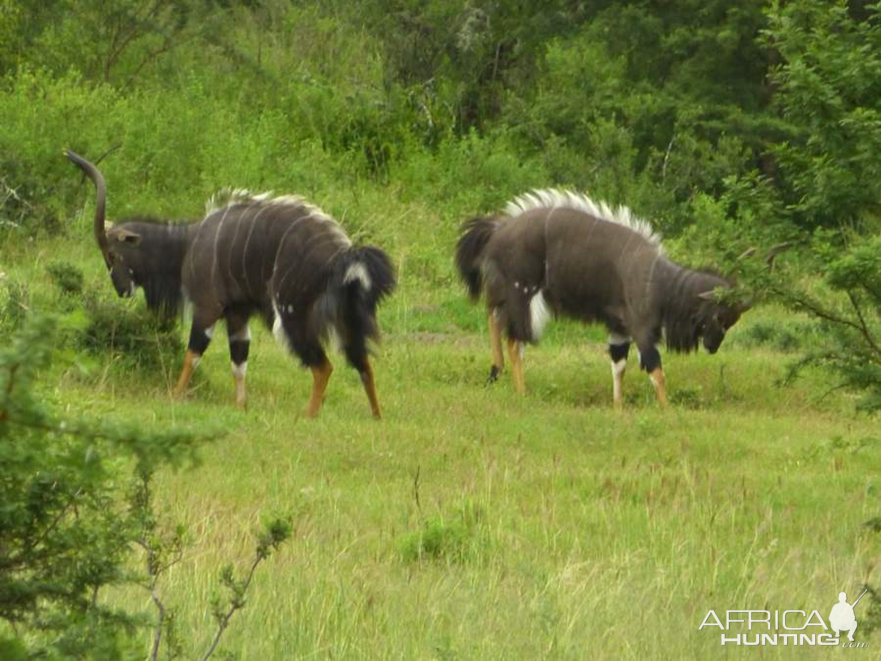 Nyala Bulls South Africa