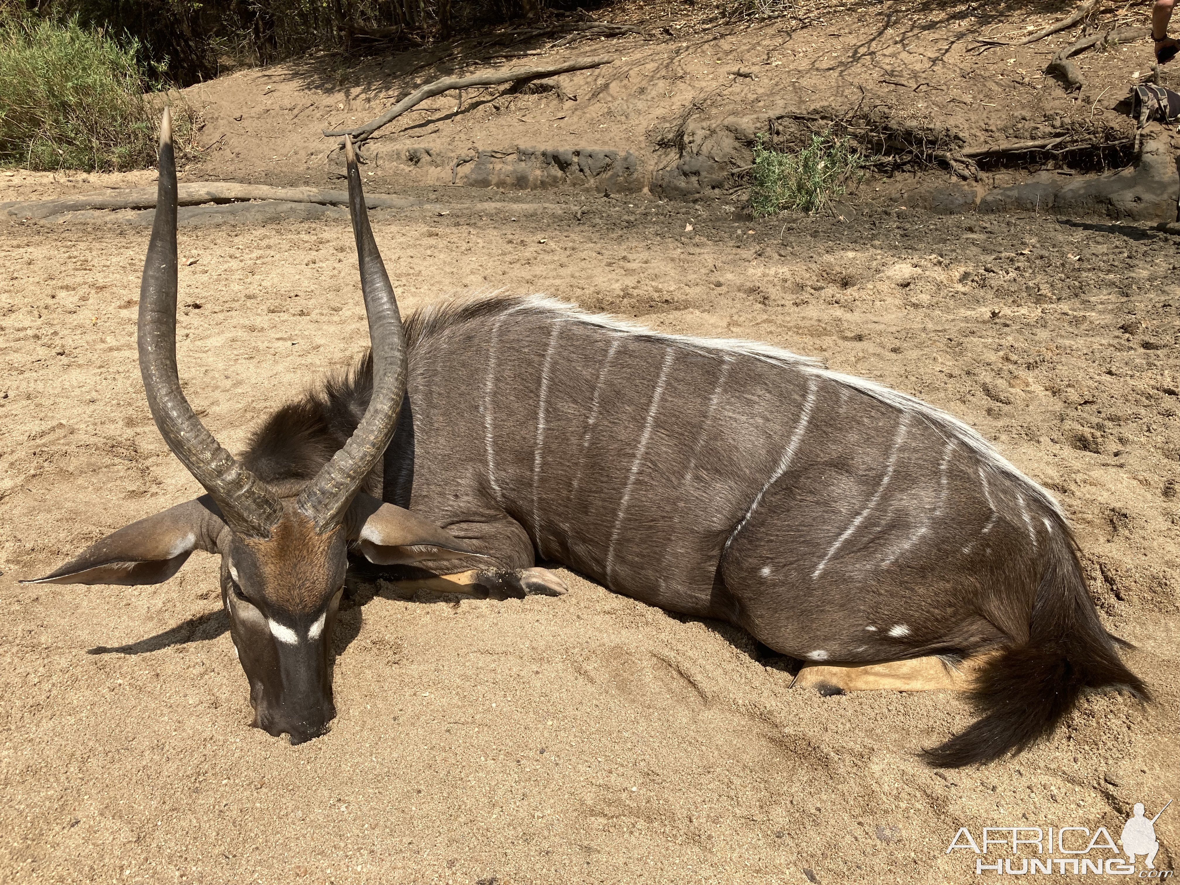 Nyala - C9 Mozambique