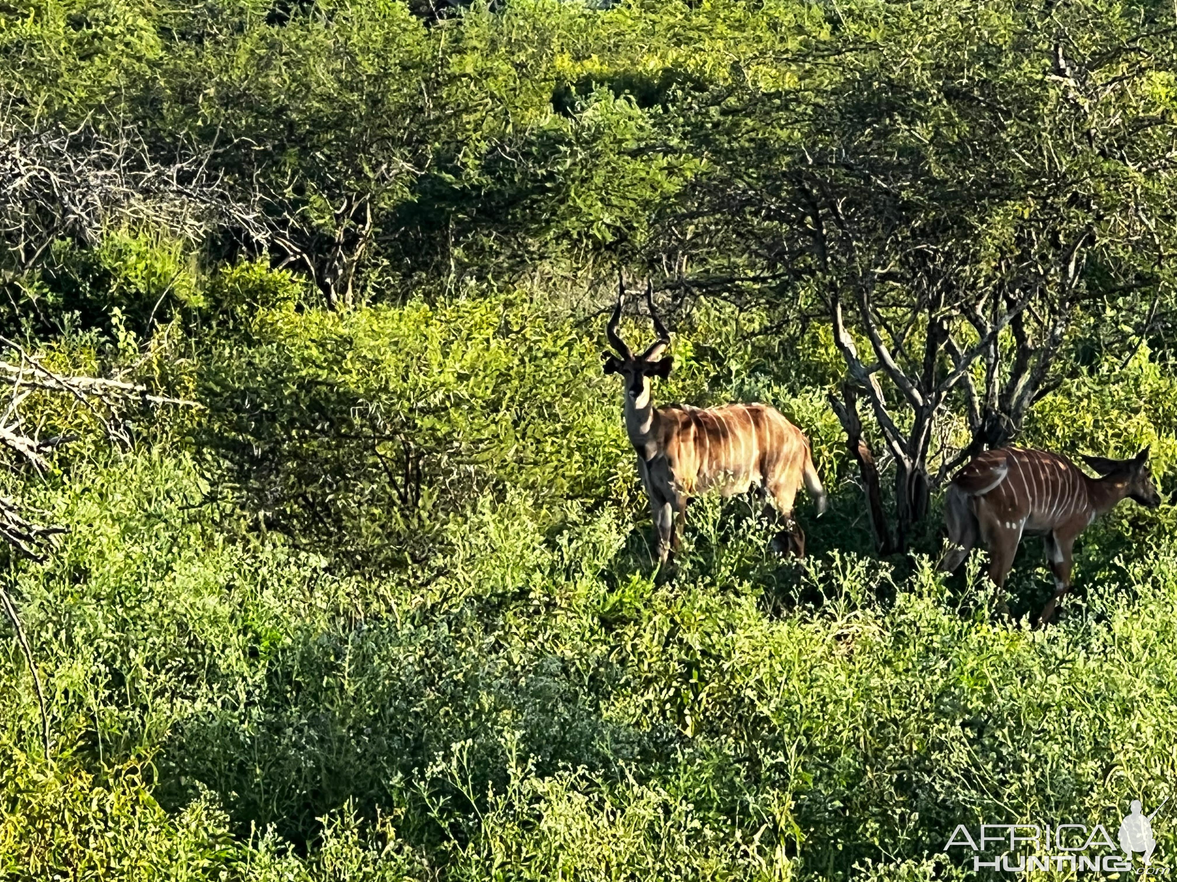 Nyala Cow With Horns KwaZulu-Natal South Africa