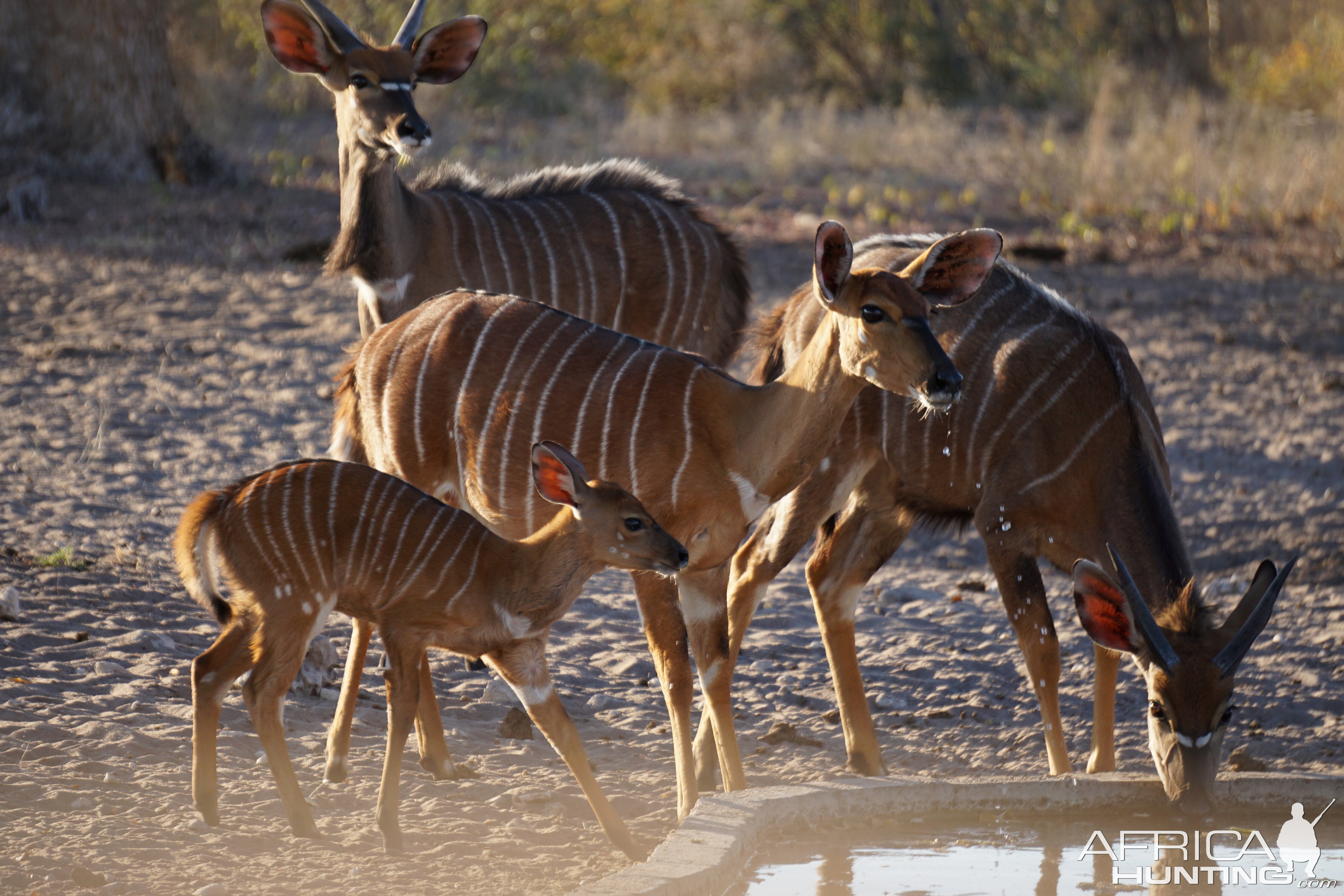 Nyala Females & Youngsters