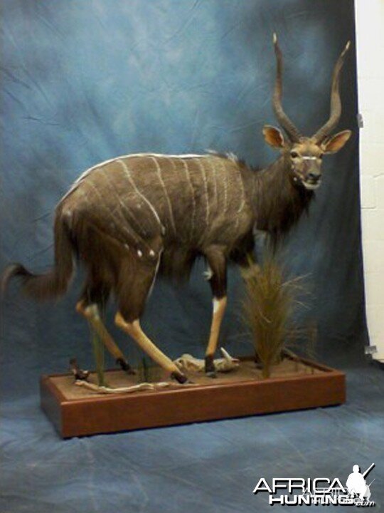 Nyala Full Body Mount taxidermy | AfricaHunting.com