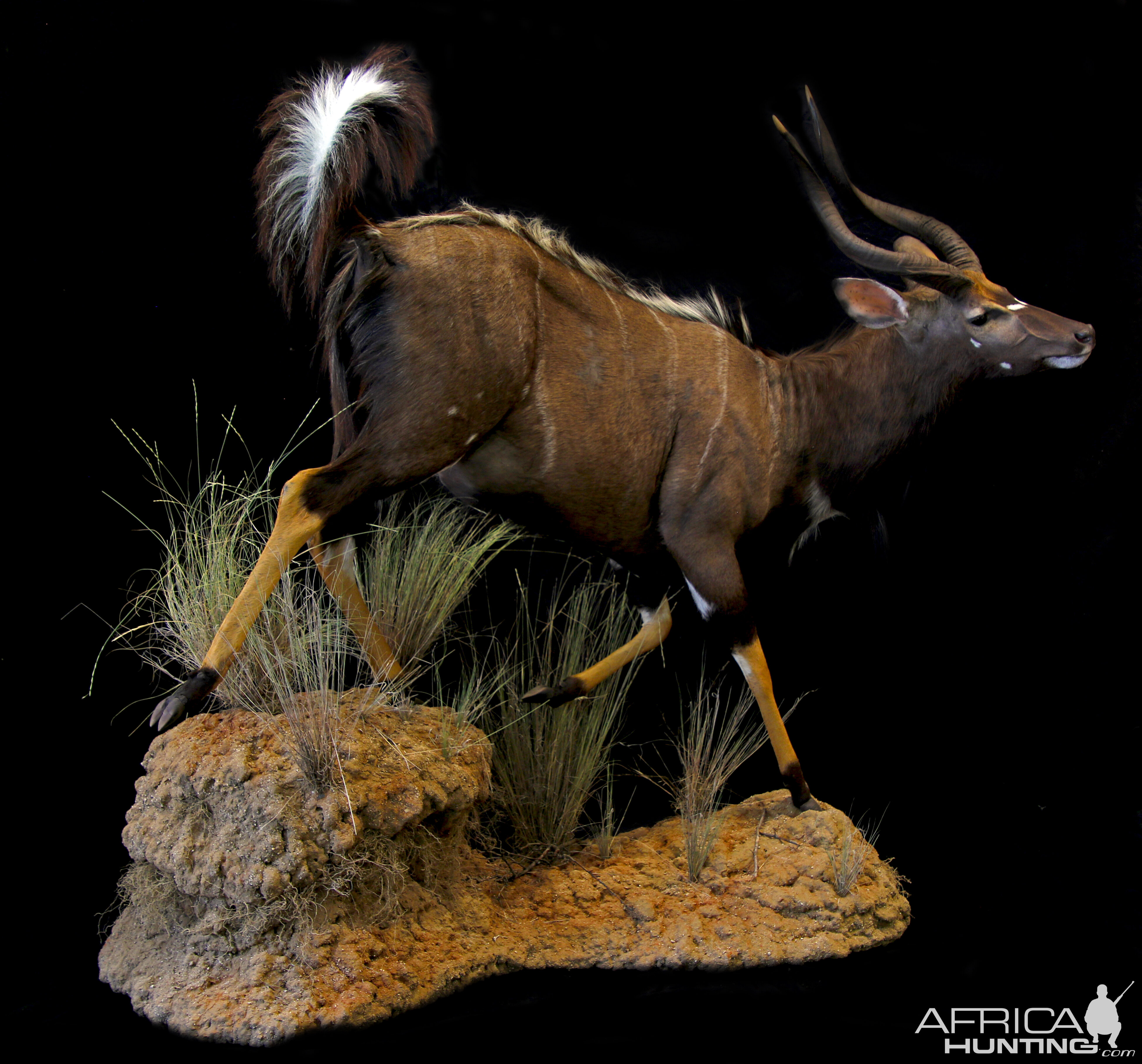 Nyala Full Mount Taxidermy